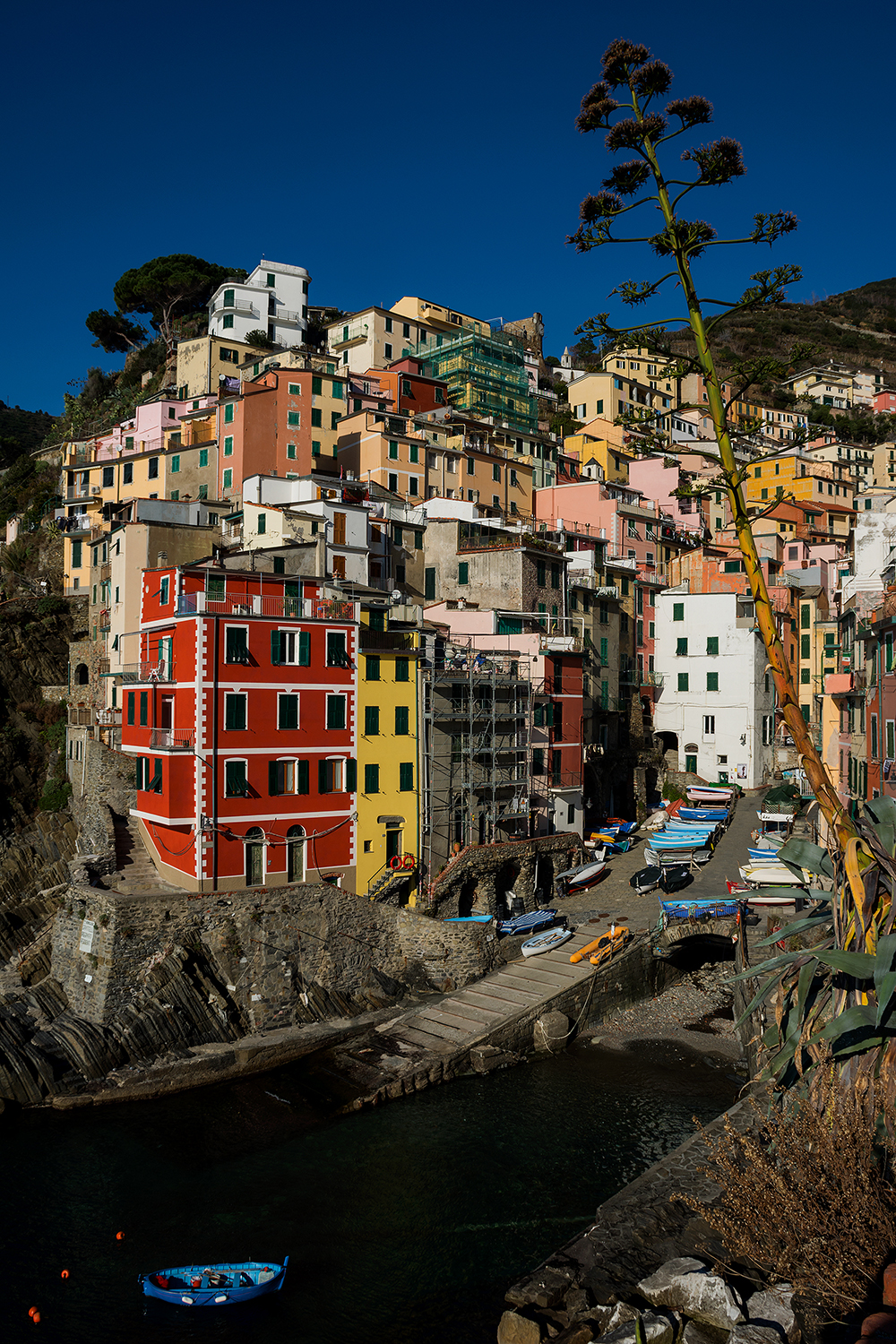 The agave of Riomaggiore