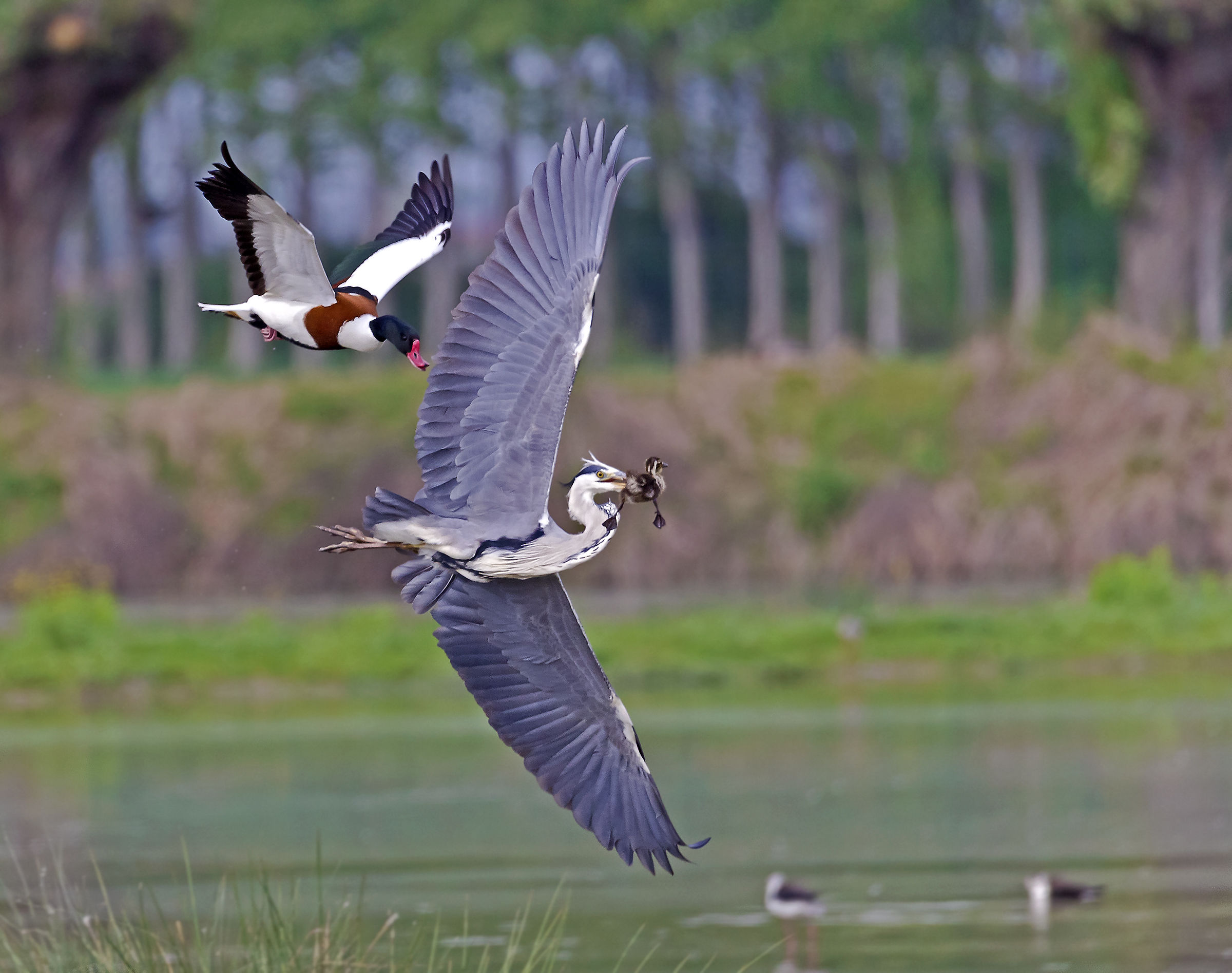 predazione valpochino