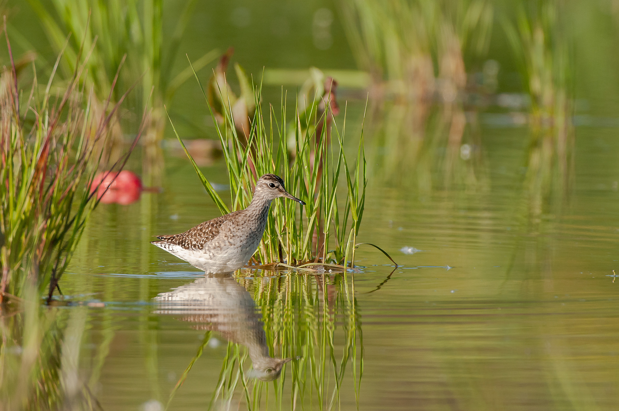 piro piro boschereccio