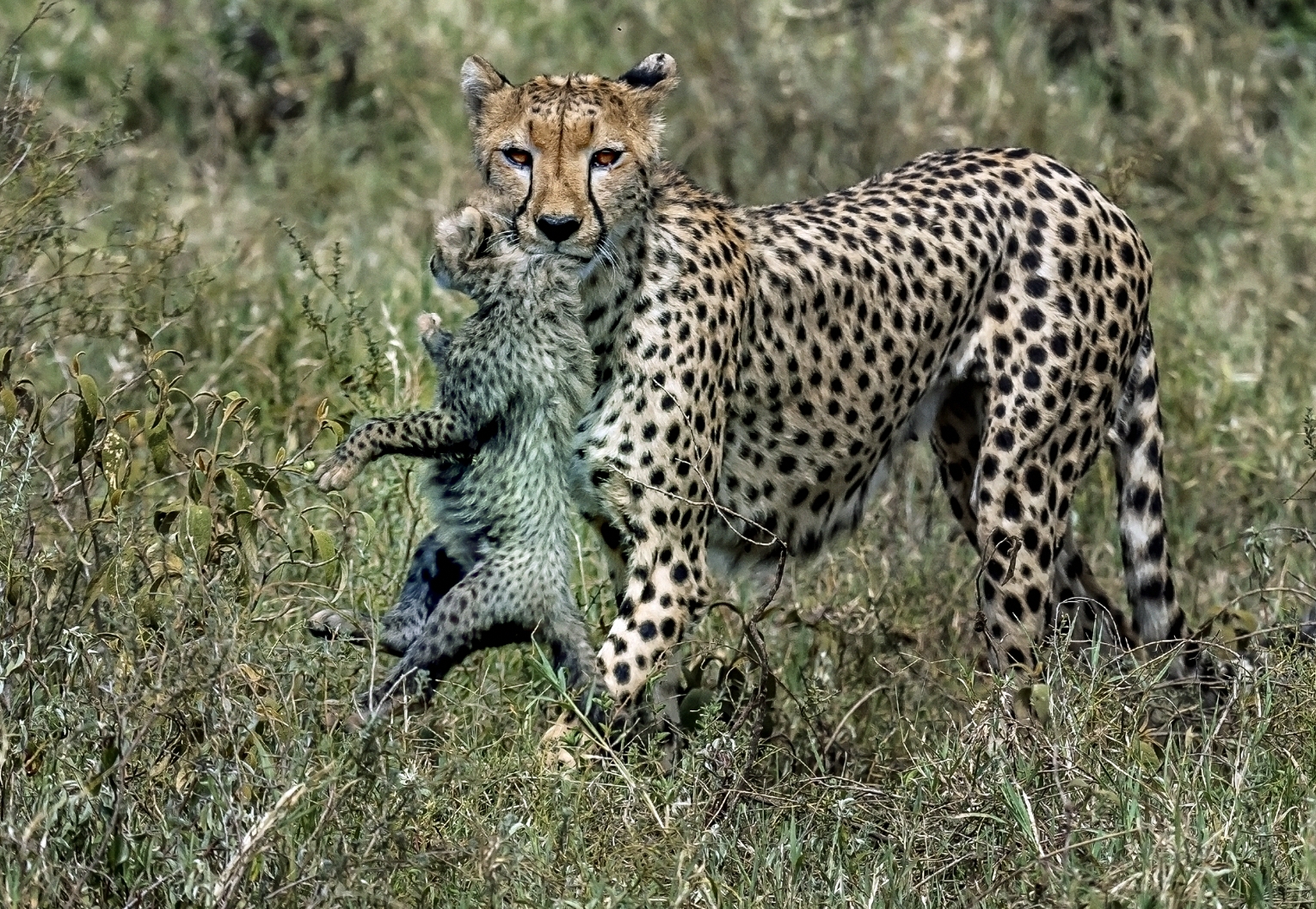 Tanzania 2016 - A spasso