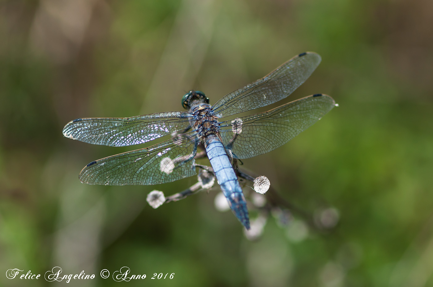 Dragonfly