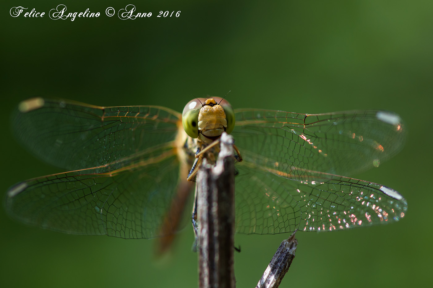 Dragonfly
