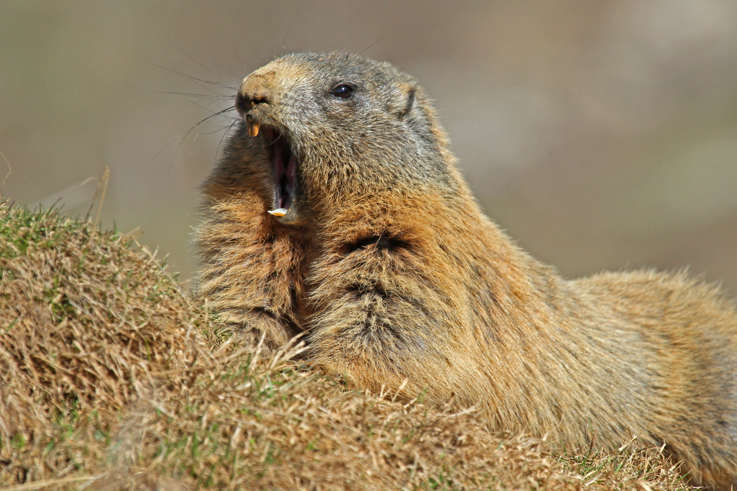 The awakening of the marmot