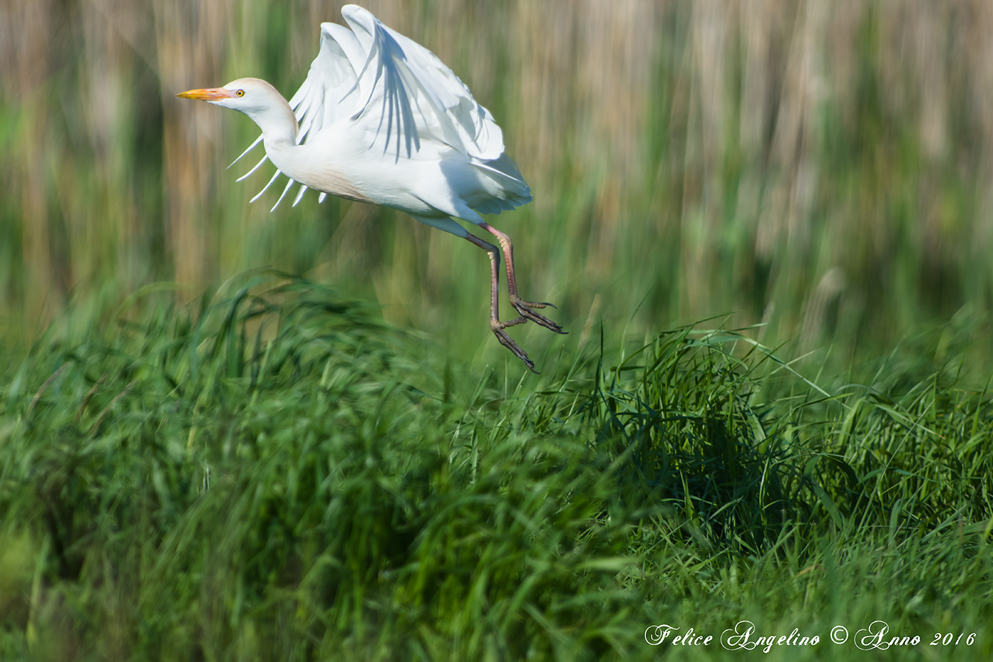Heron Egrets