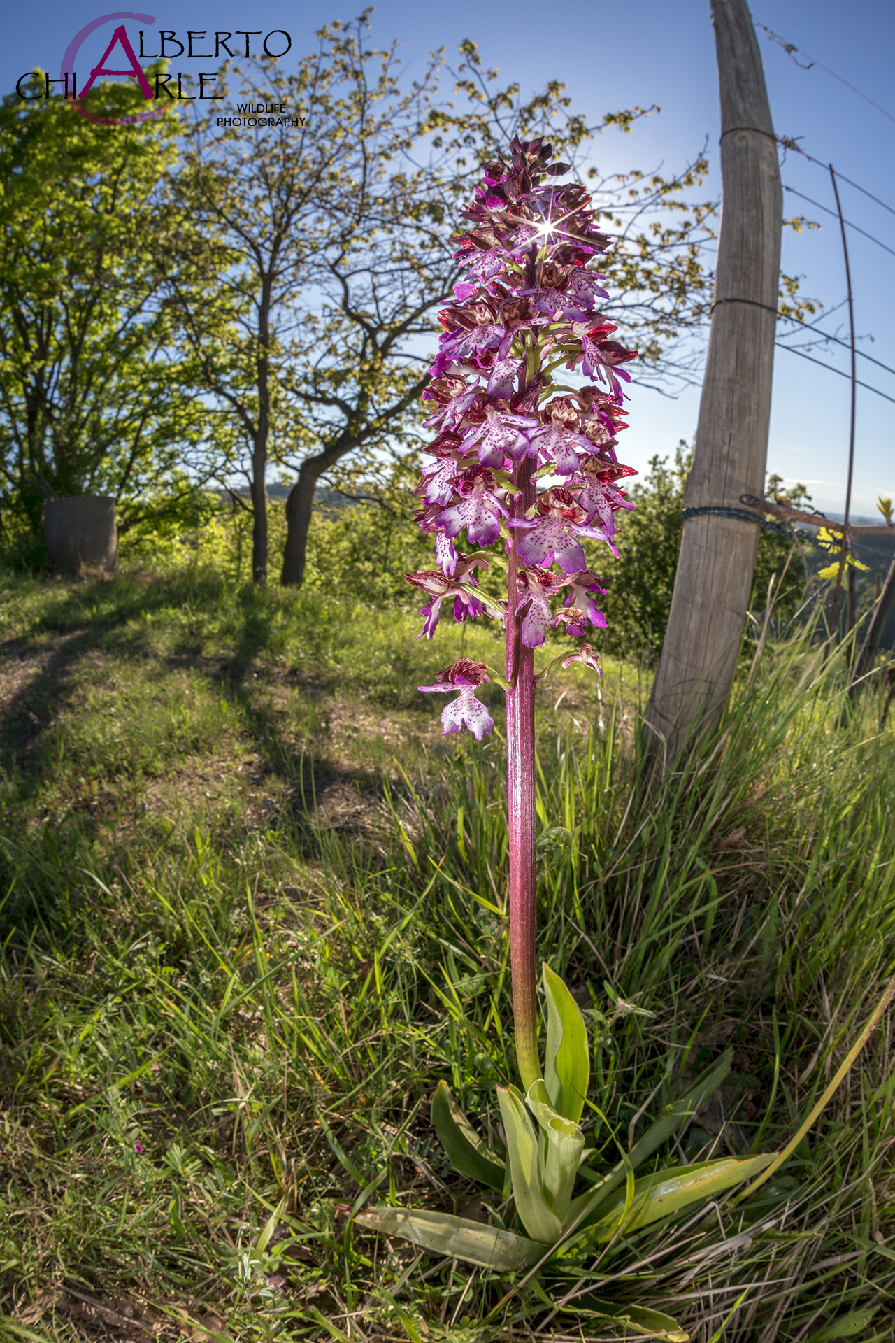 Orchis purpurea