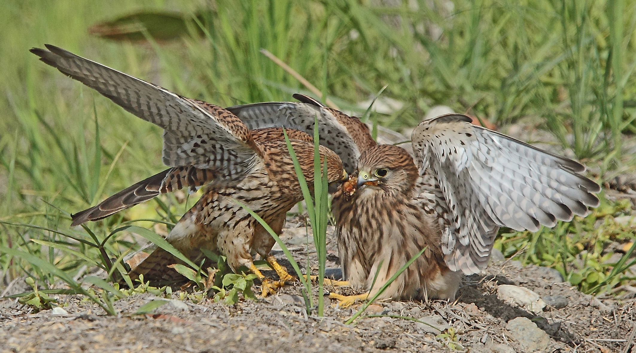 Inbeccata of kestrels