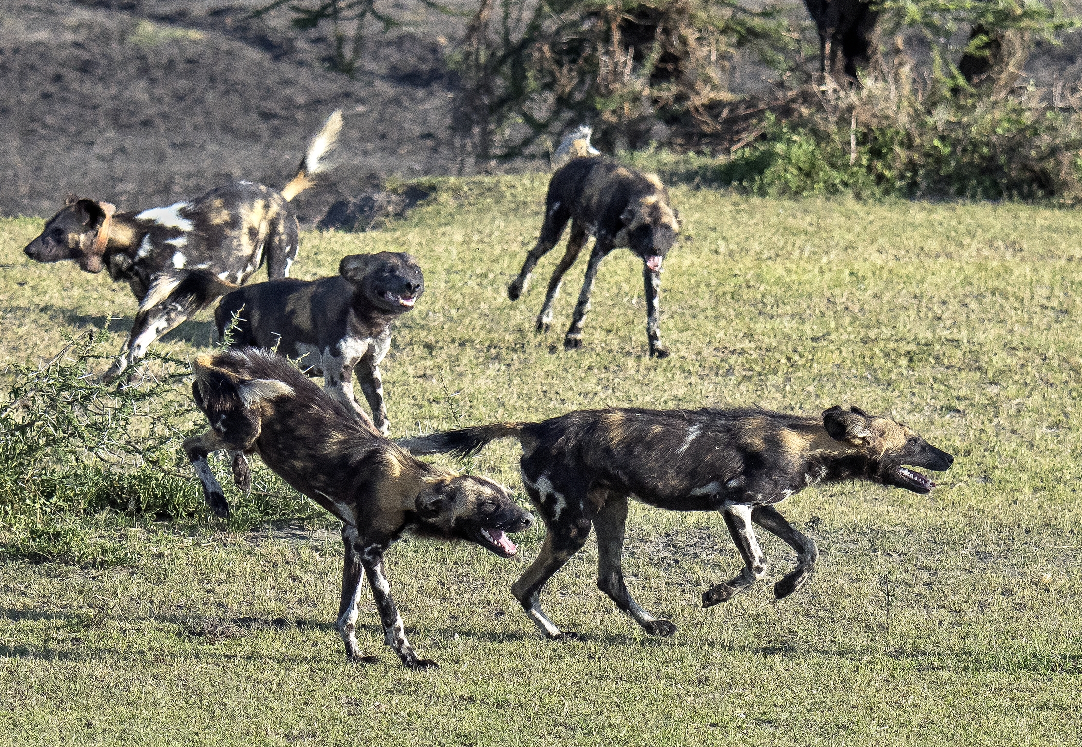 Tanzania 2016 - Licaoni