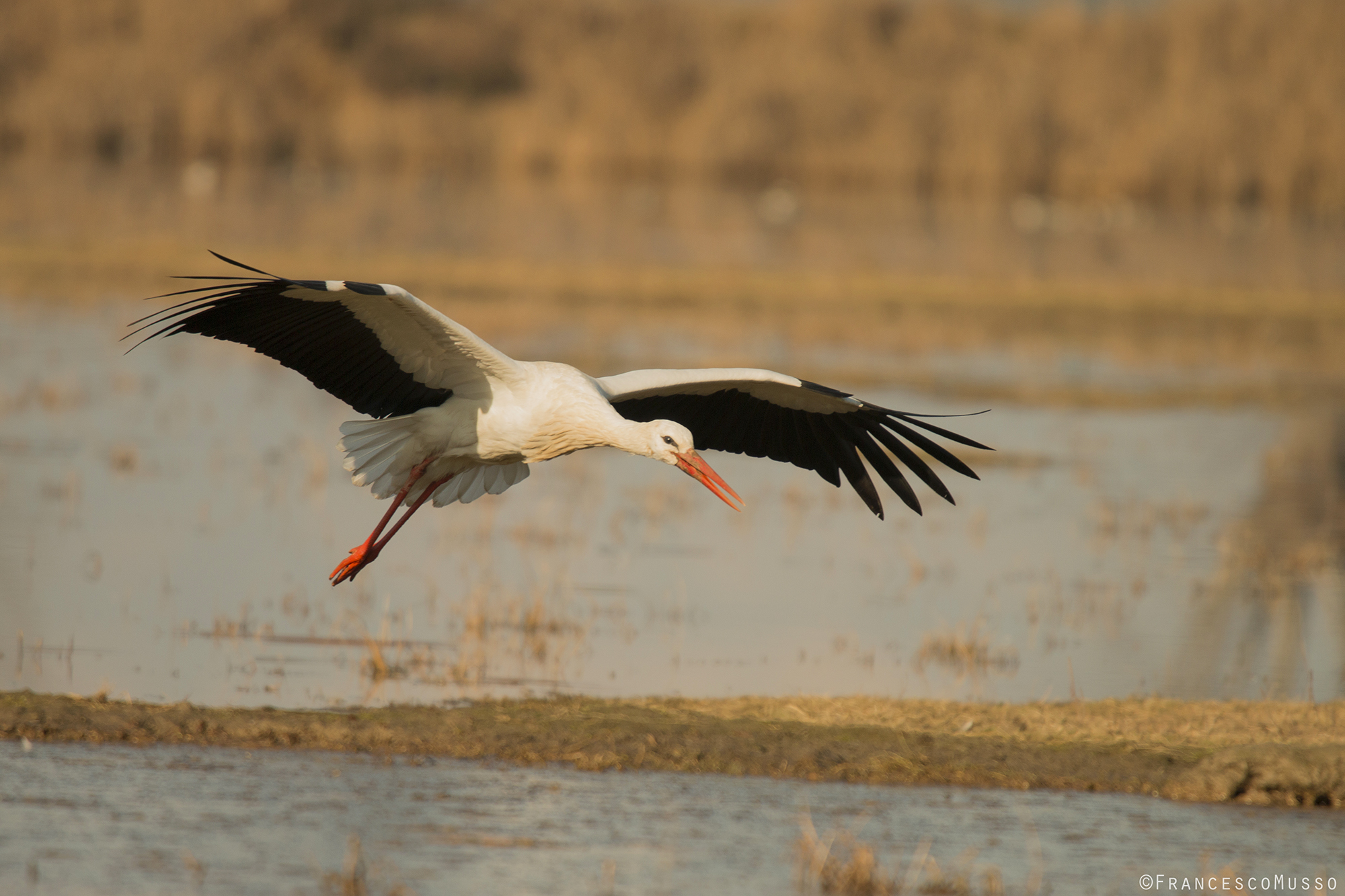 Stork flying low
