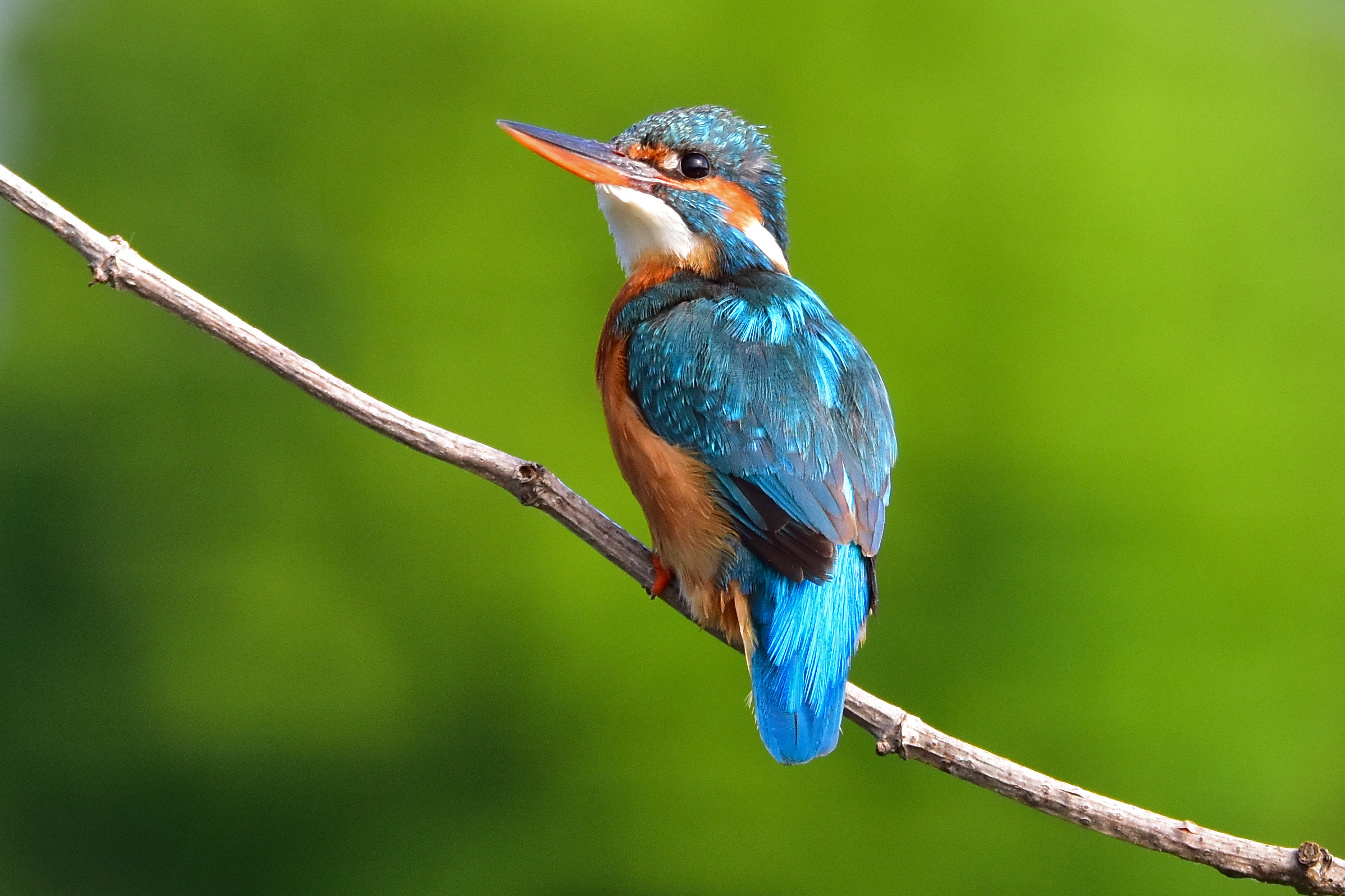 Martin pescatore-femmina