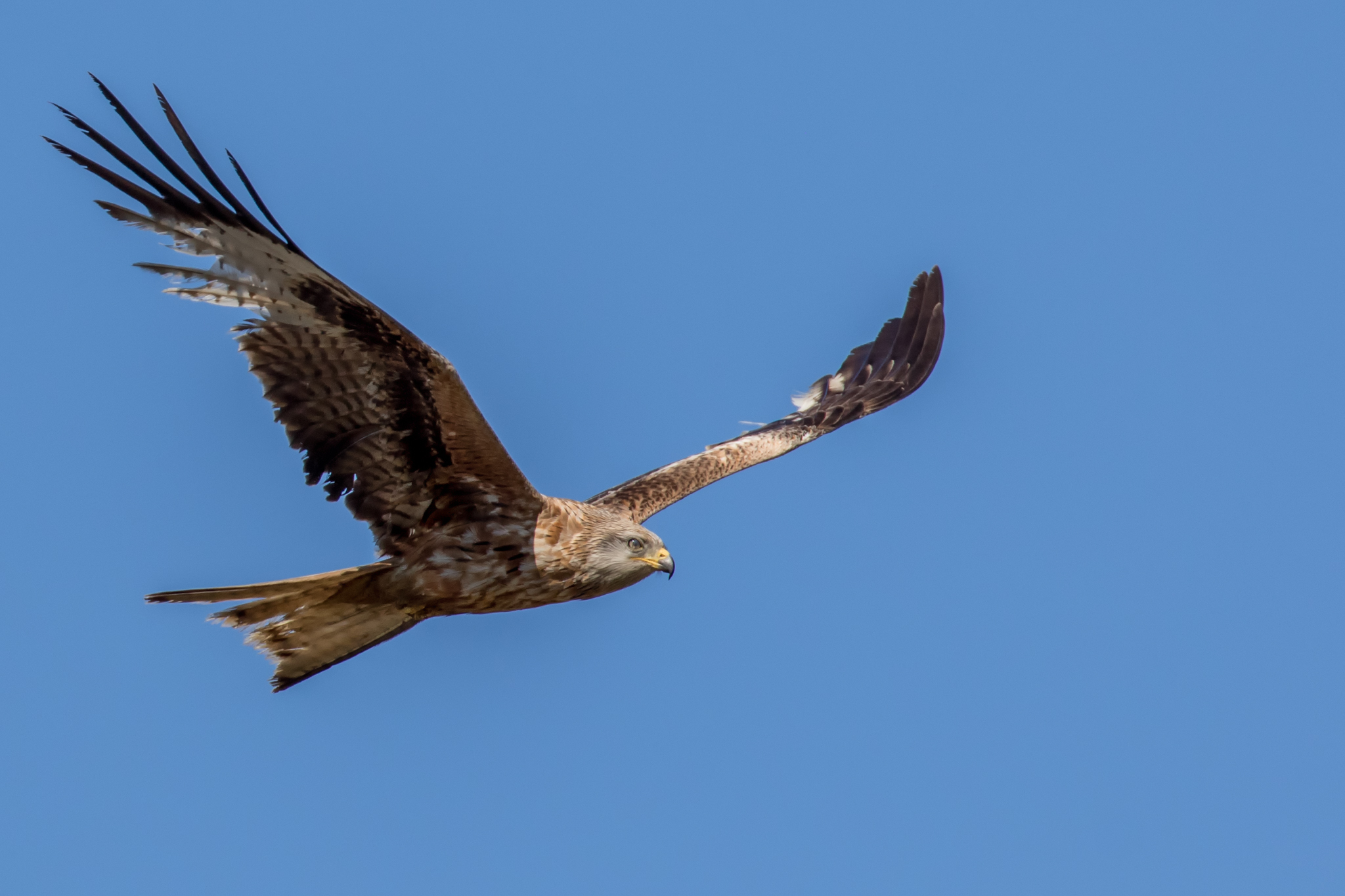 The flight of the real