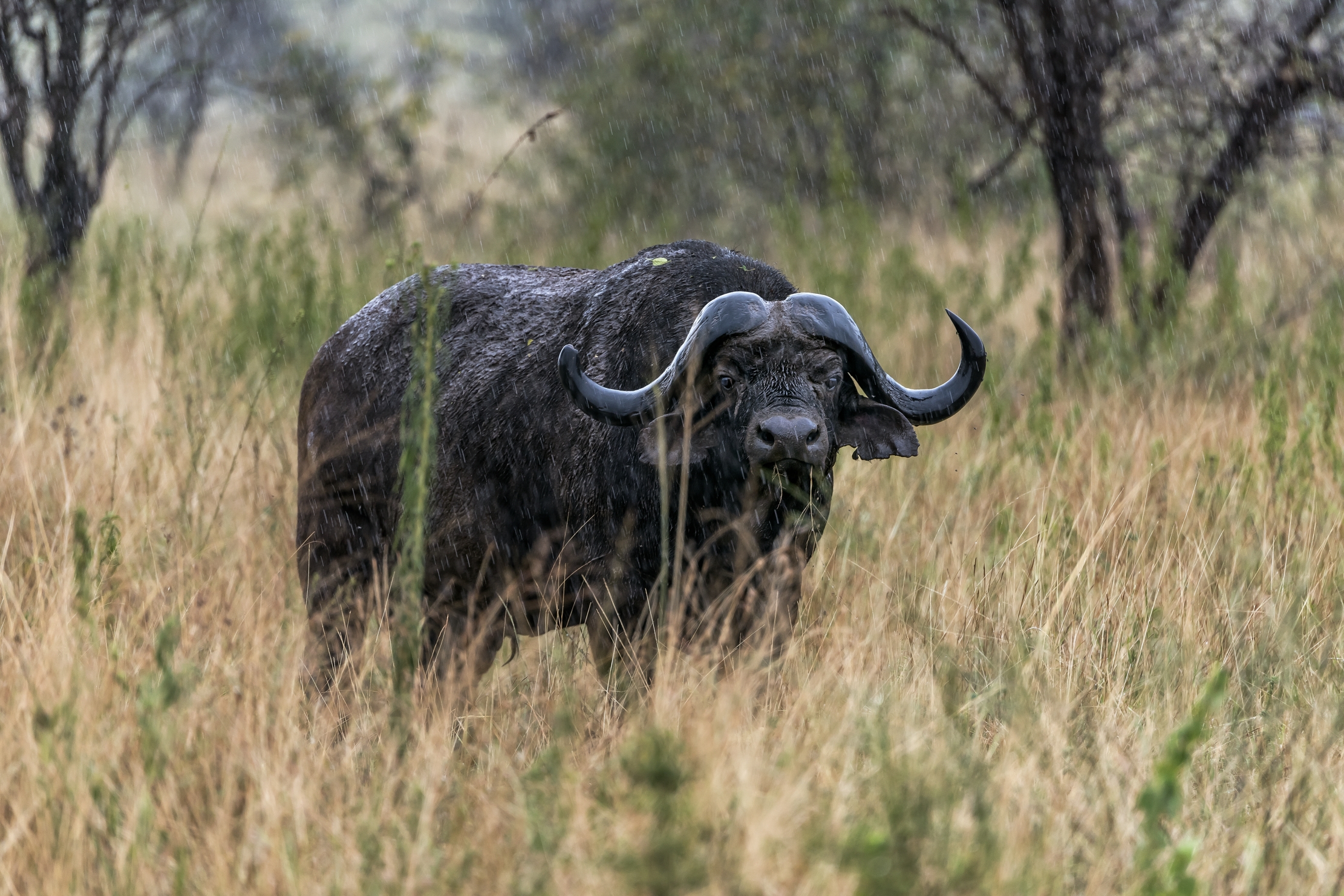 Tanzania 2016 - Bufalo