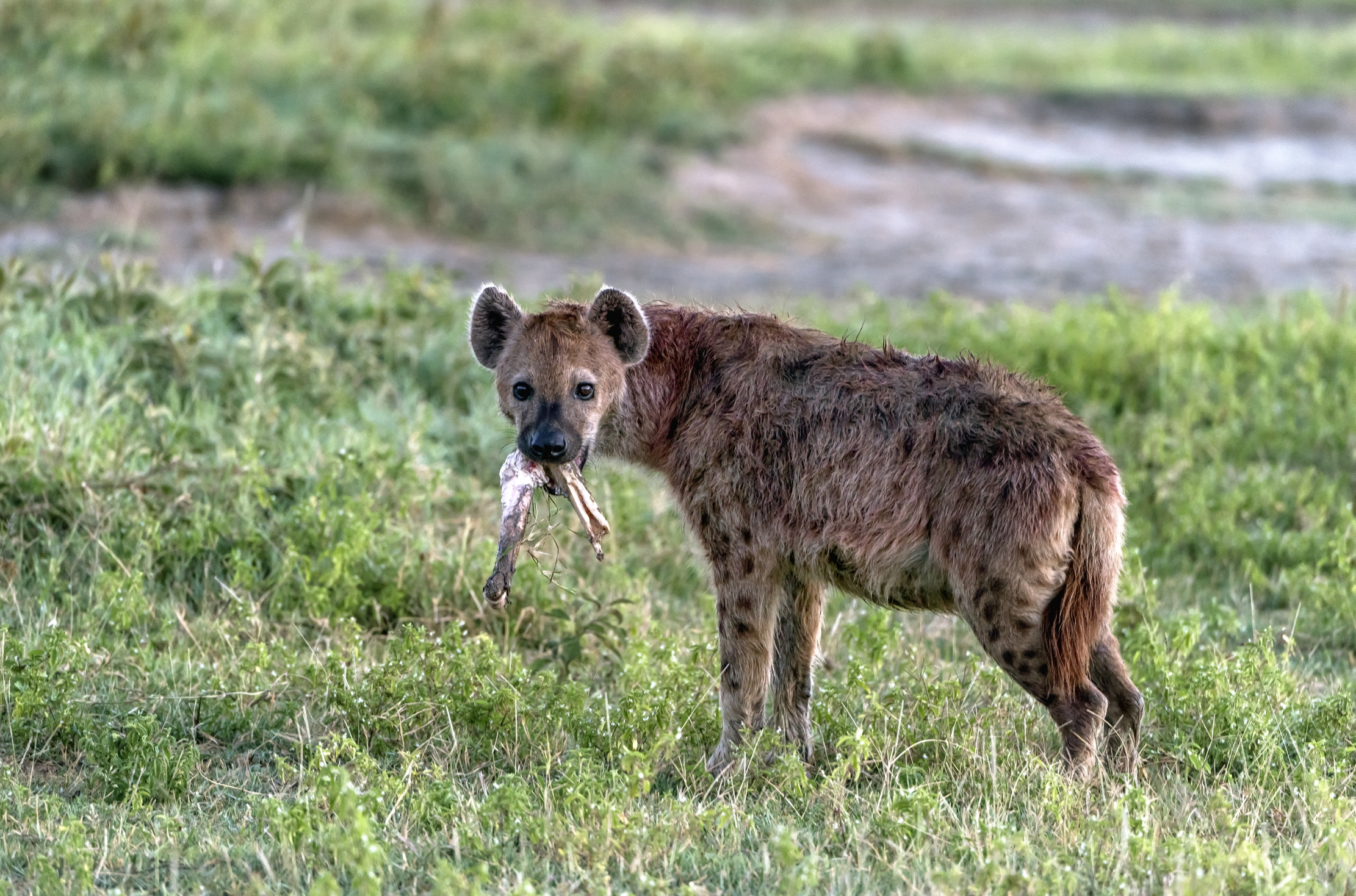 Tanzania 2016 - Iena