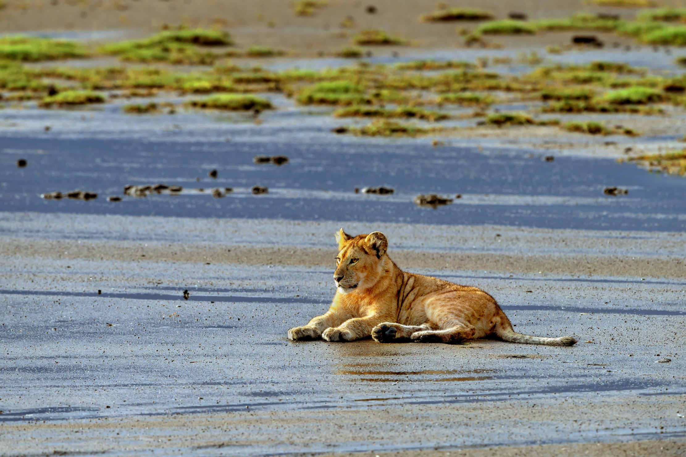 Tanzania 2016 - Cucciolo