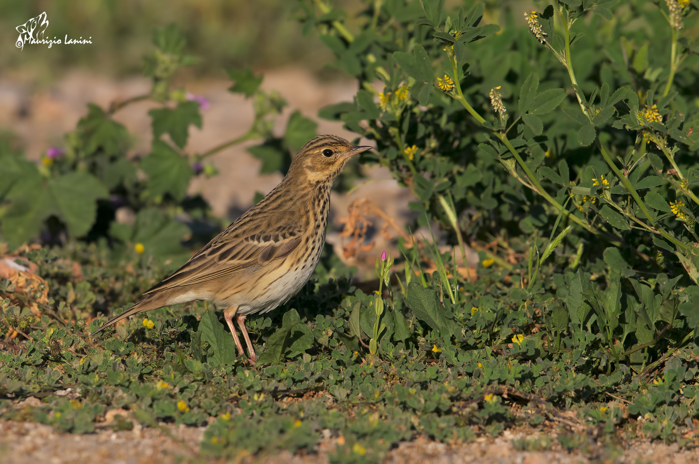 Another rarity: Red-throated Pipit