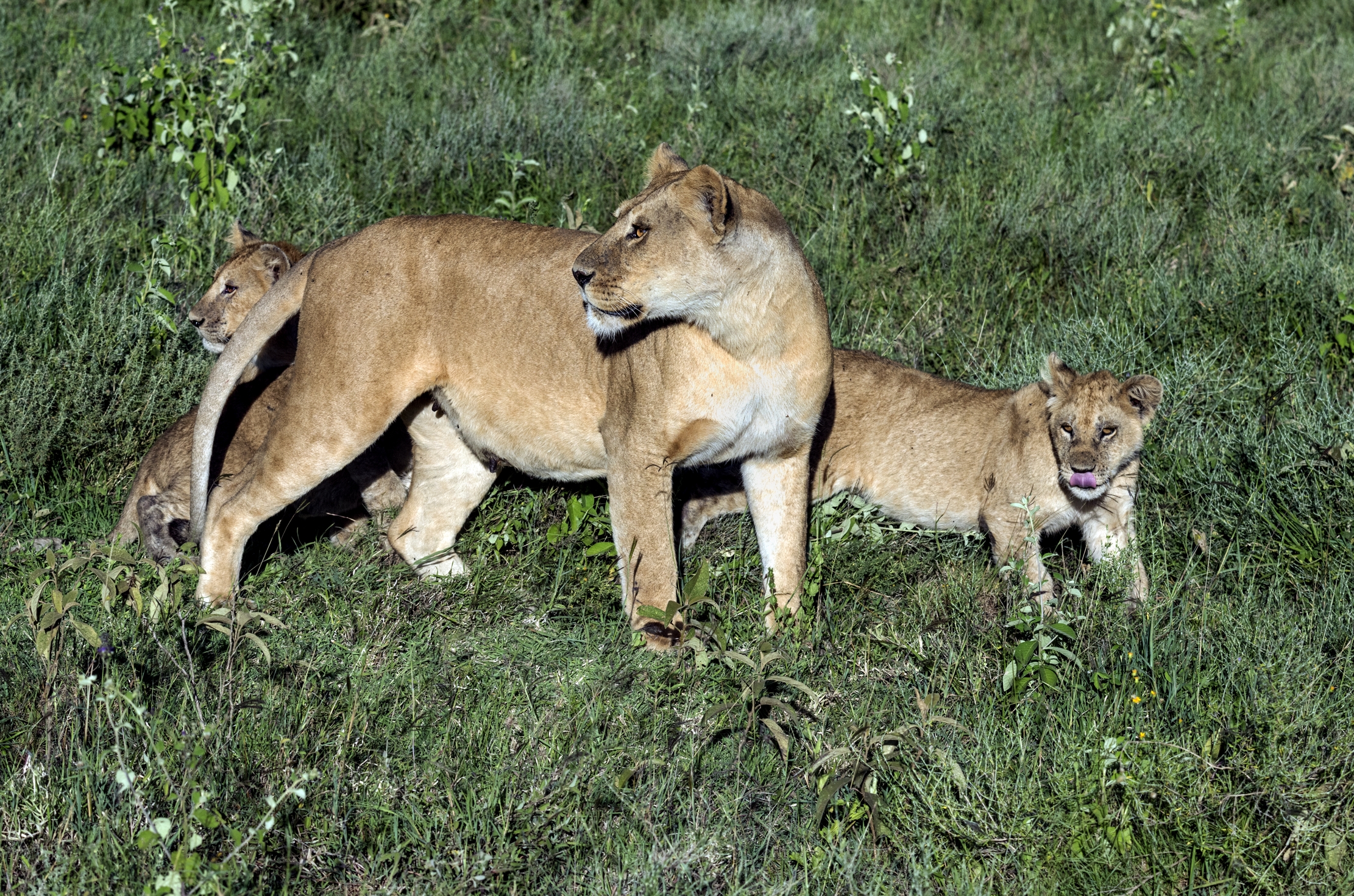 Tanzania 2016 - Lion