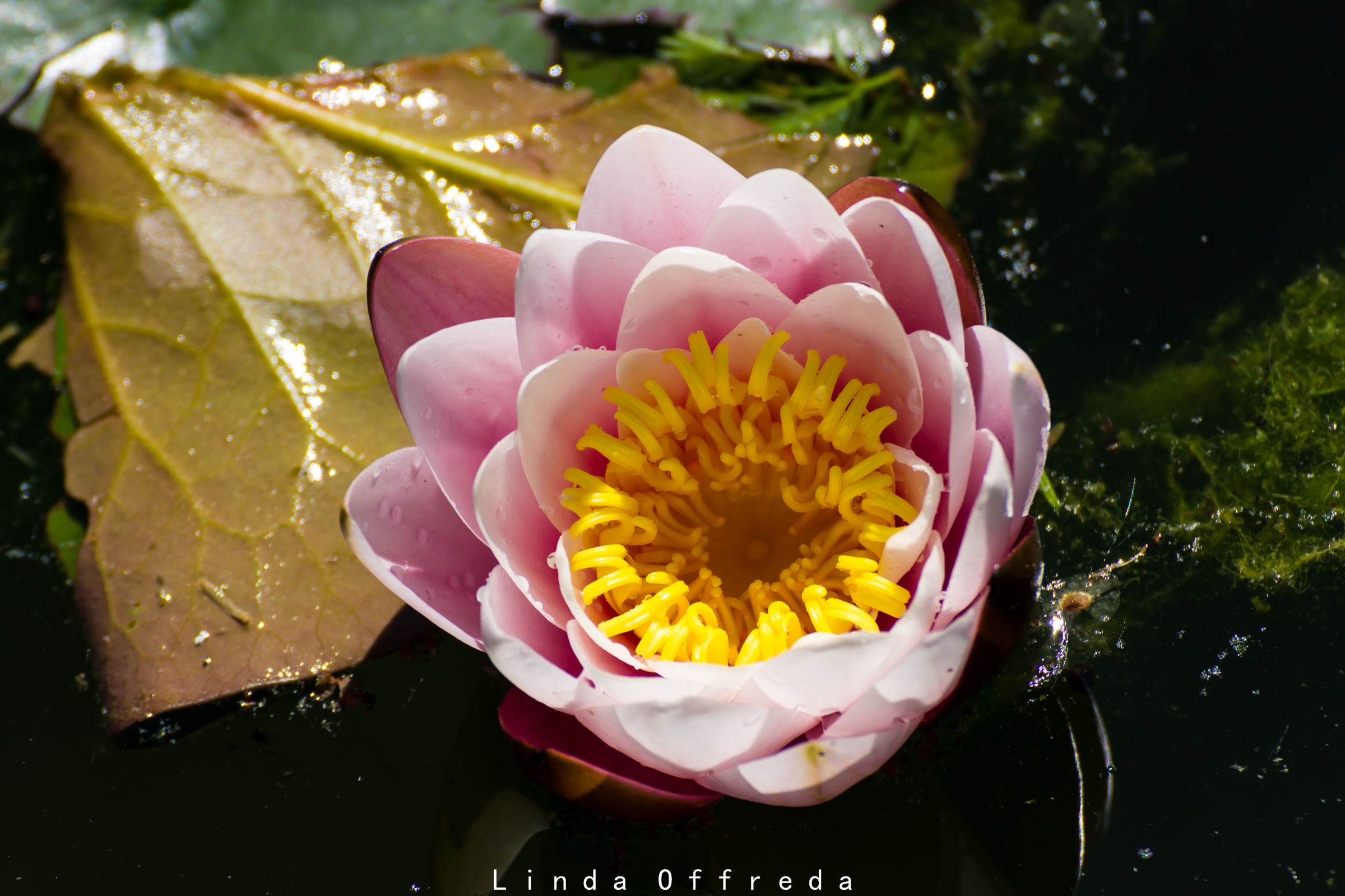 Lotus flower