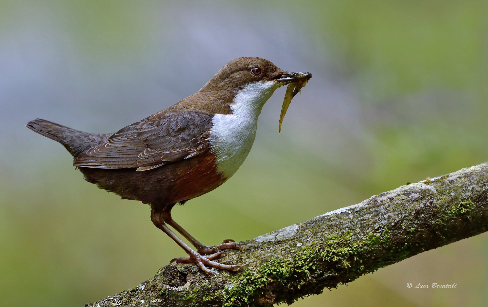 dipper