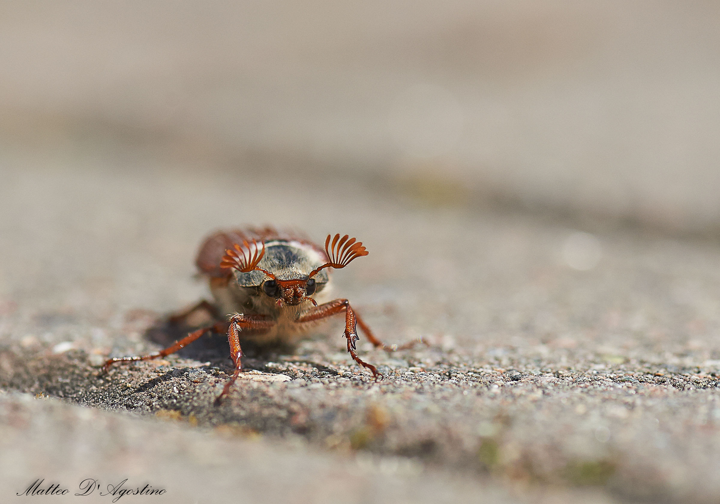 e' tempo di ... maggiolino