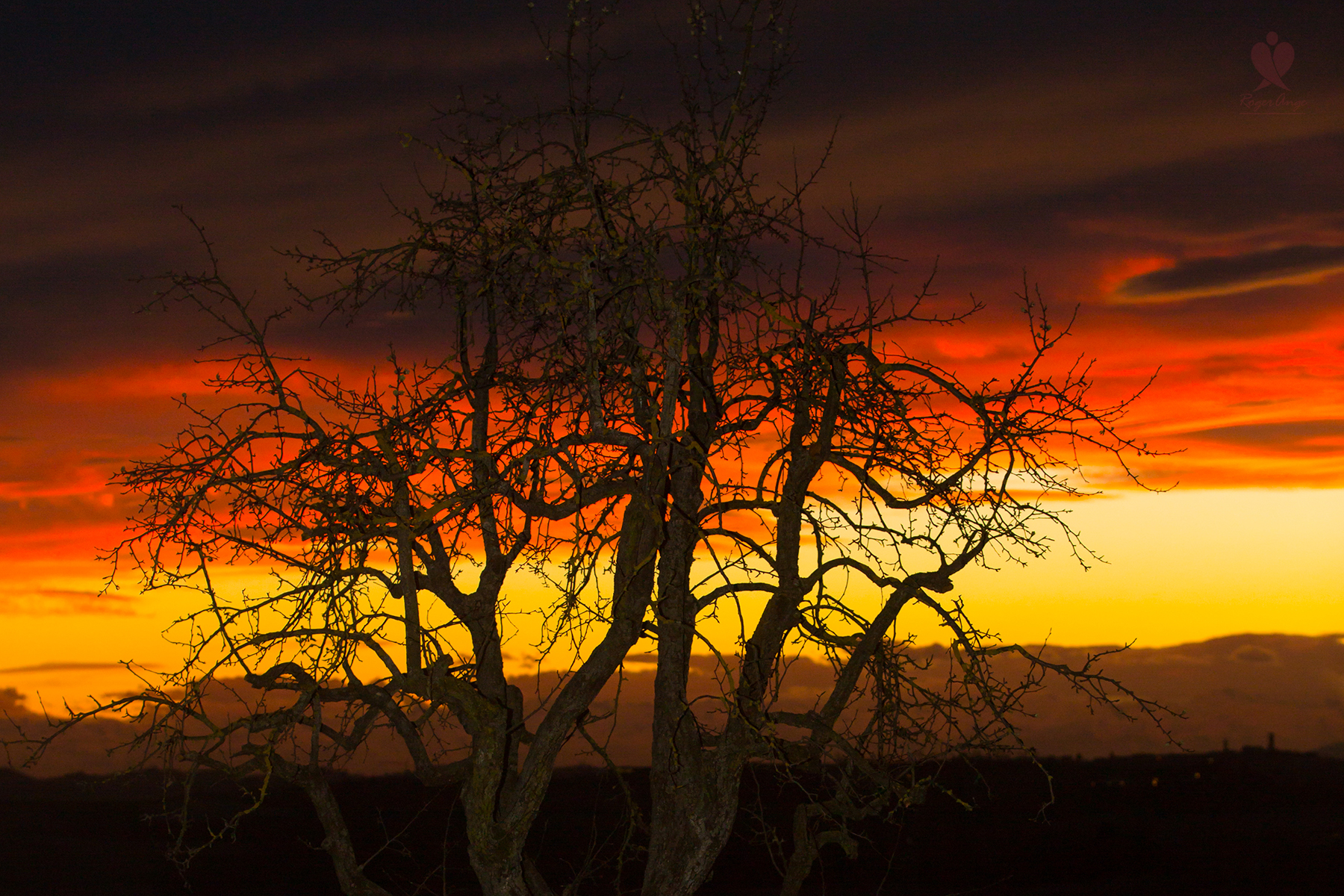 Tree in colorful sky