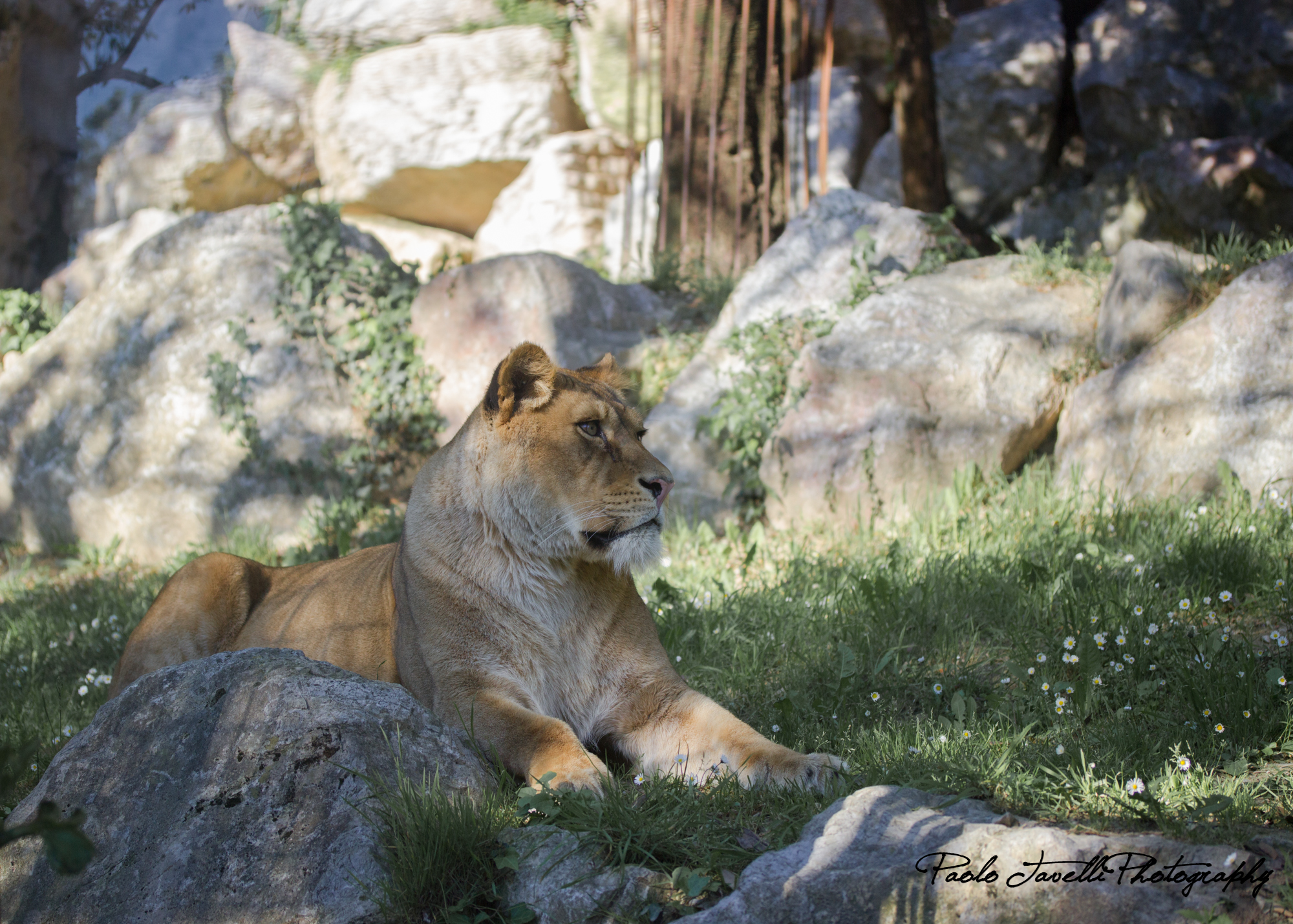 leonessa triste allo zoo