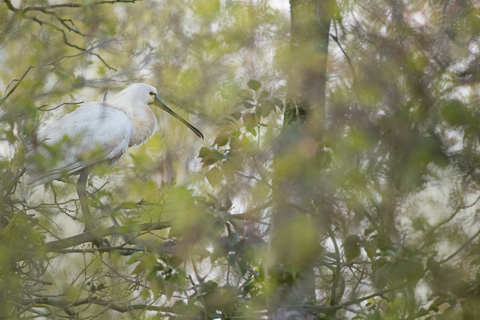 Spatula between the leaves