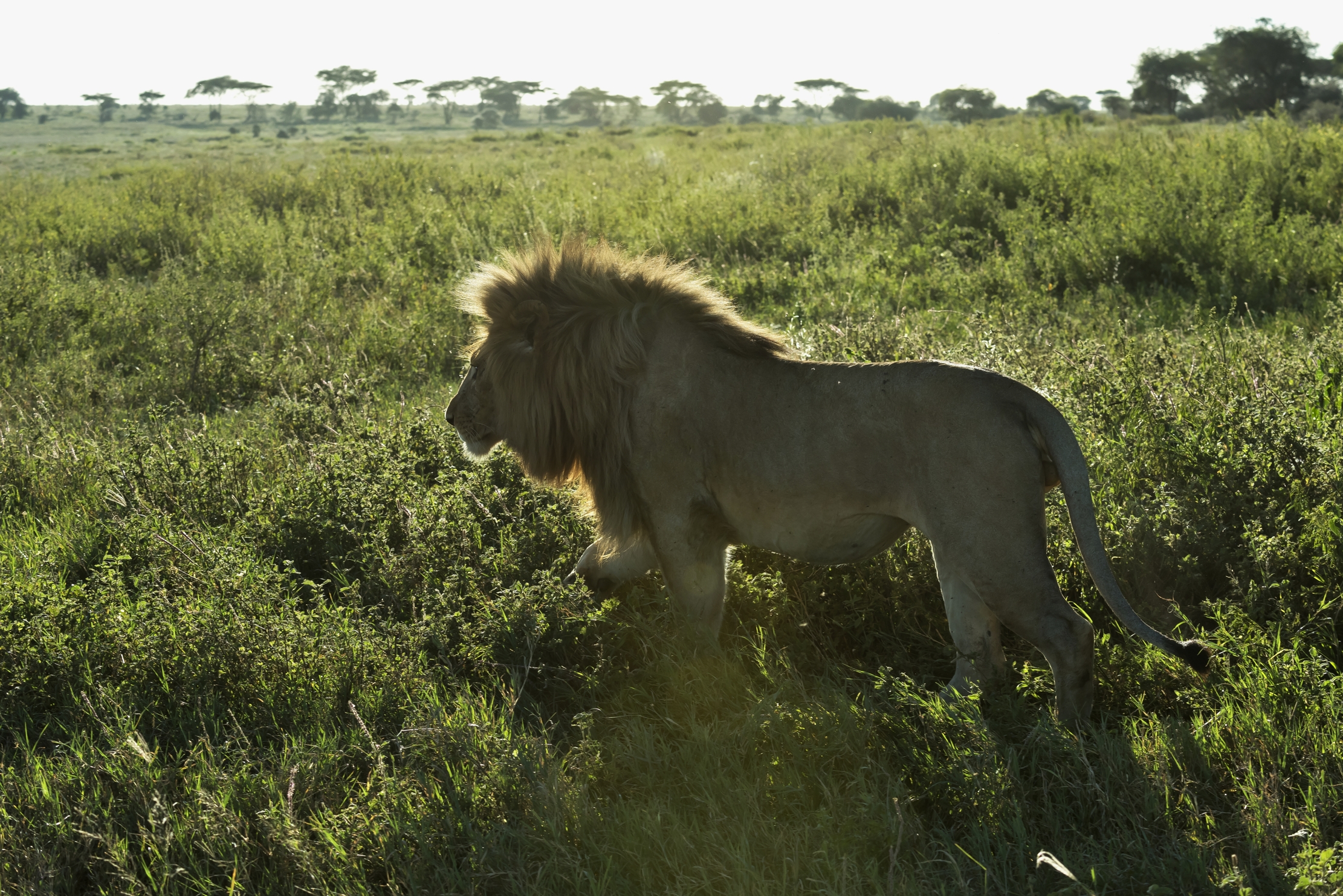 Tanzania 2016 - Lion