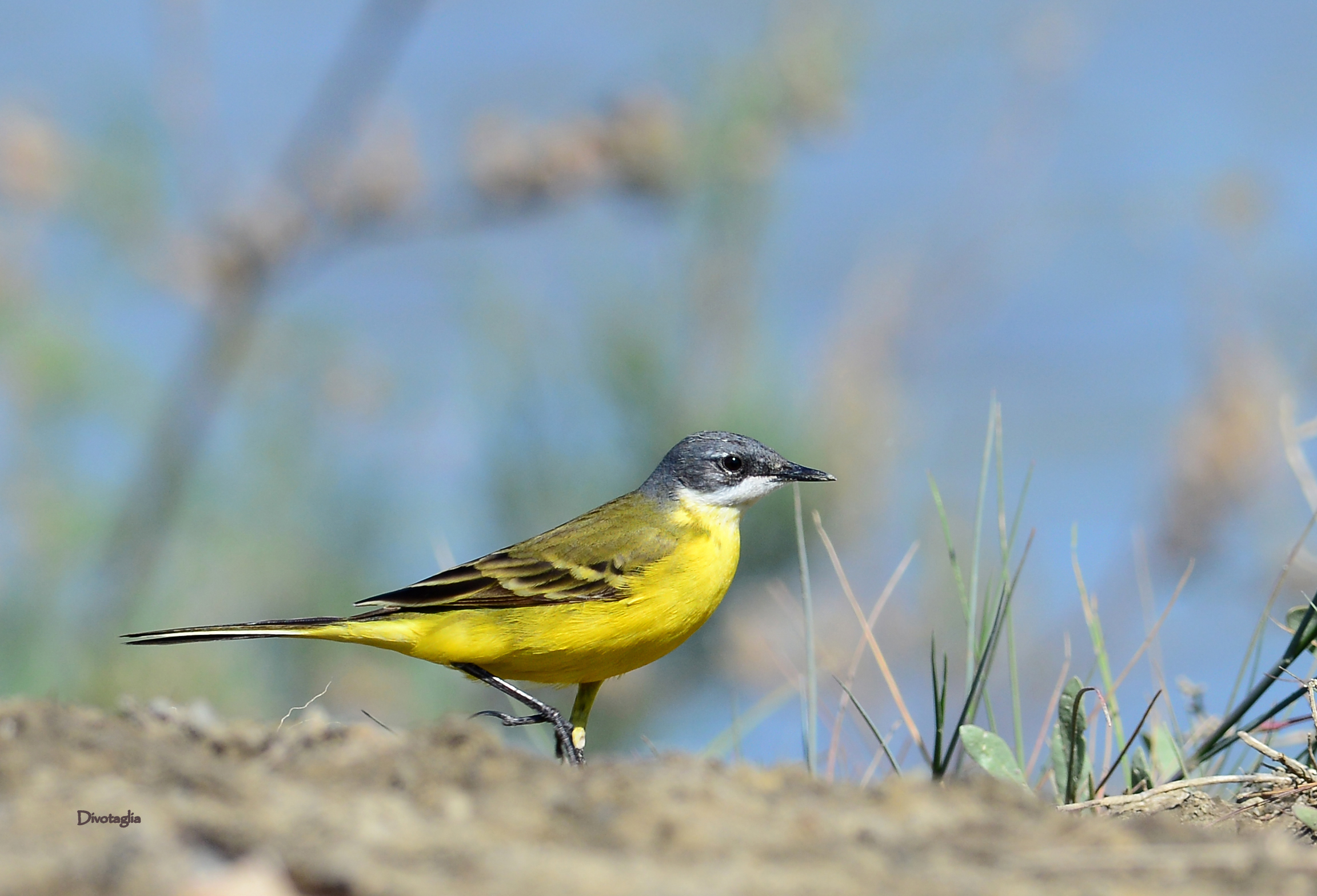 of male wagtail (Motacilla flava)