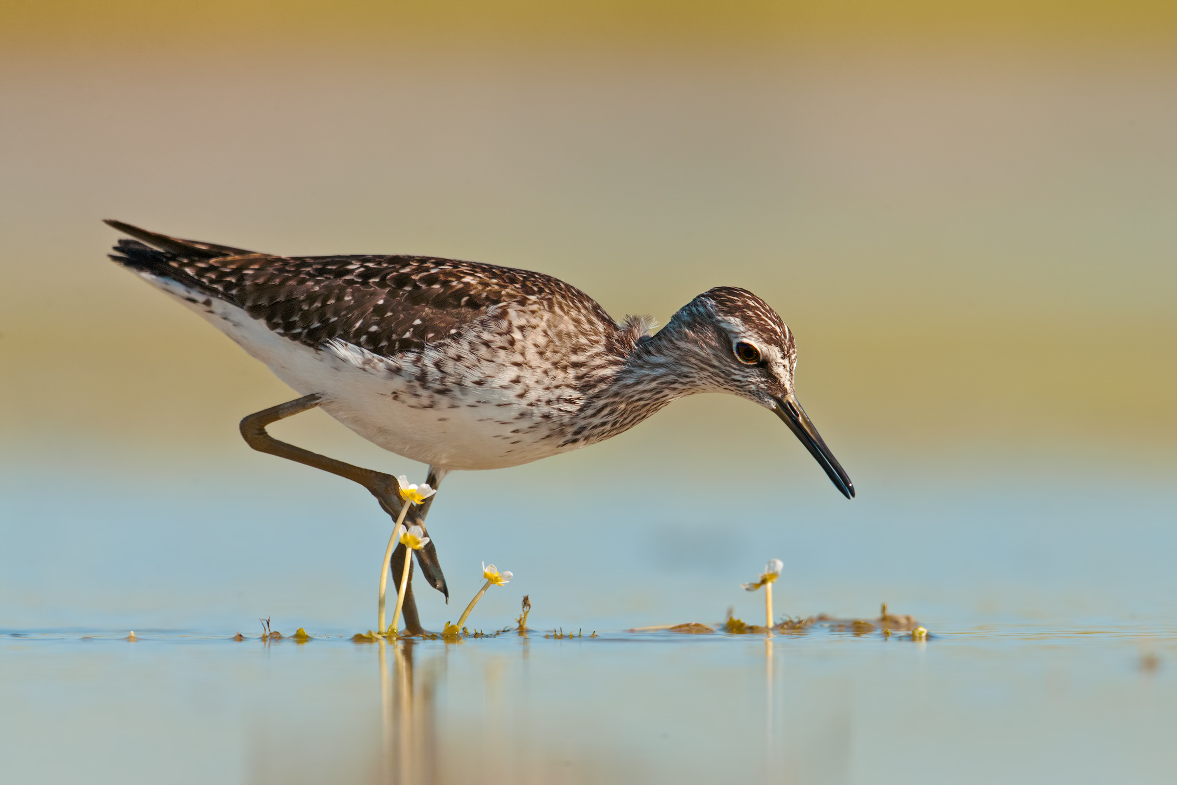 Wood Sandpiper