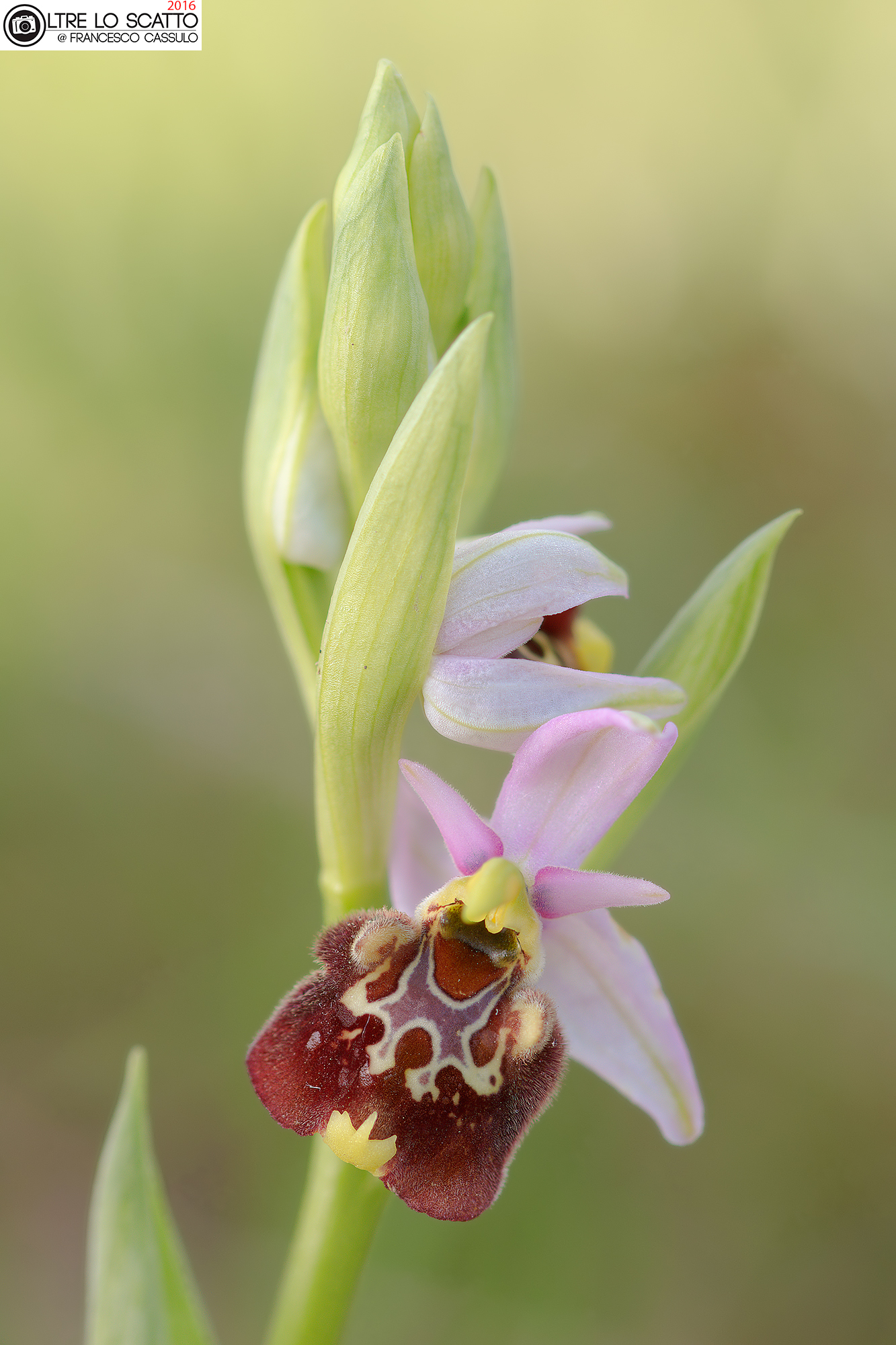 Ophrys holosericea (Burm. F.) Greuter, 1967
