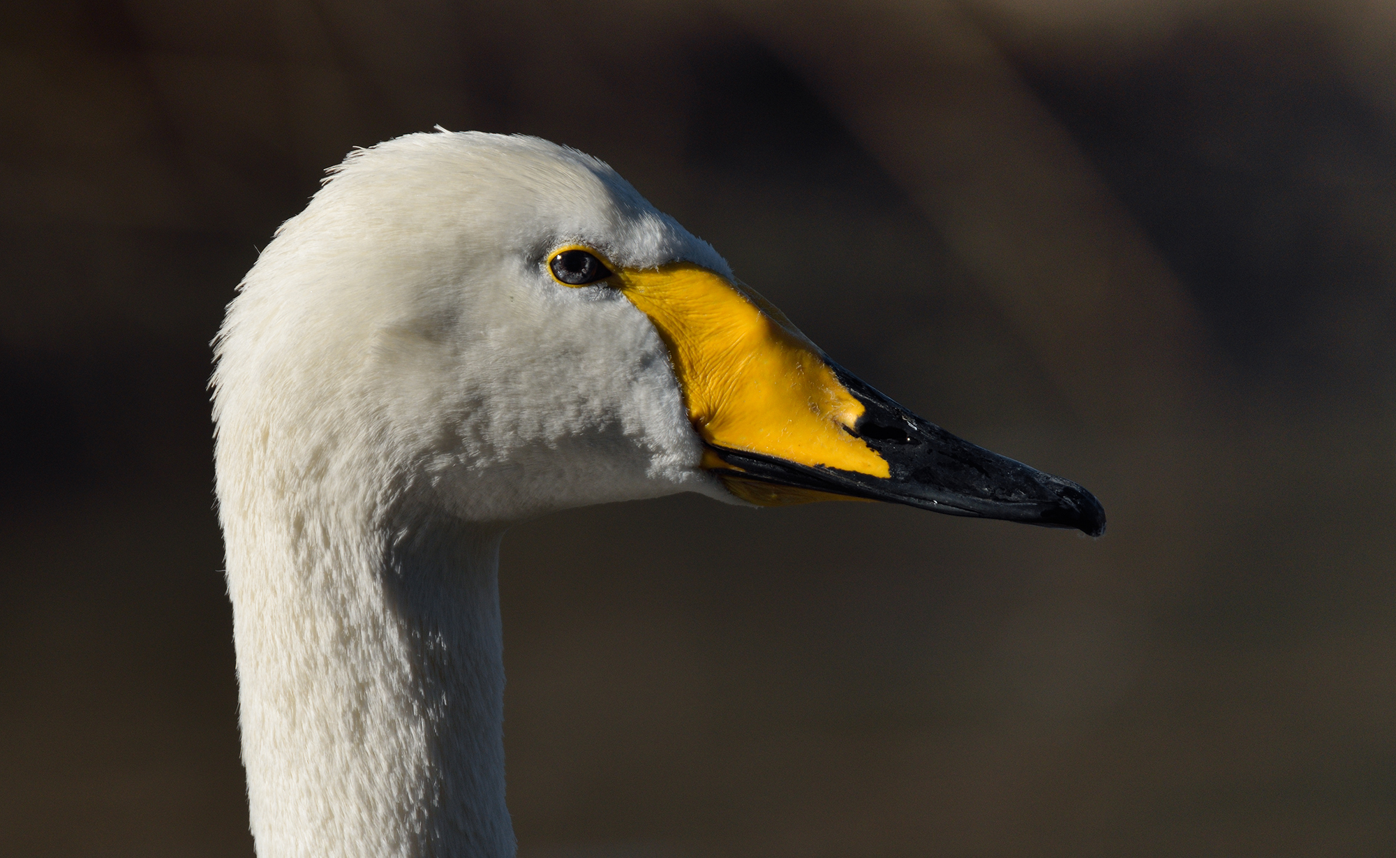 The swan eyes of ice