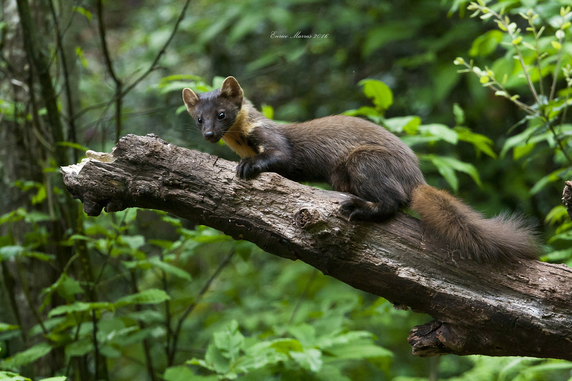 Martes martes - Marten