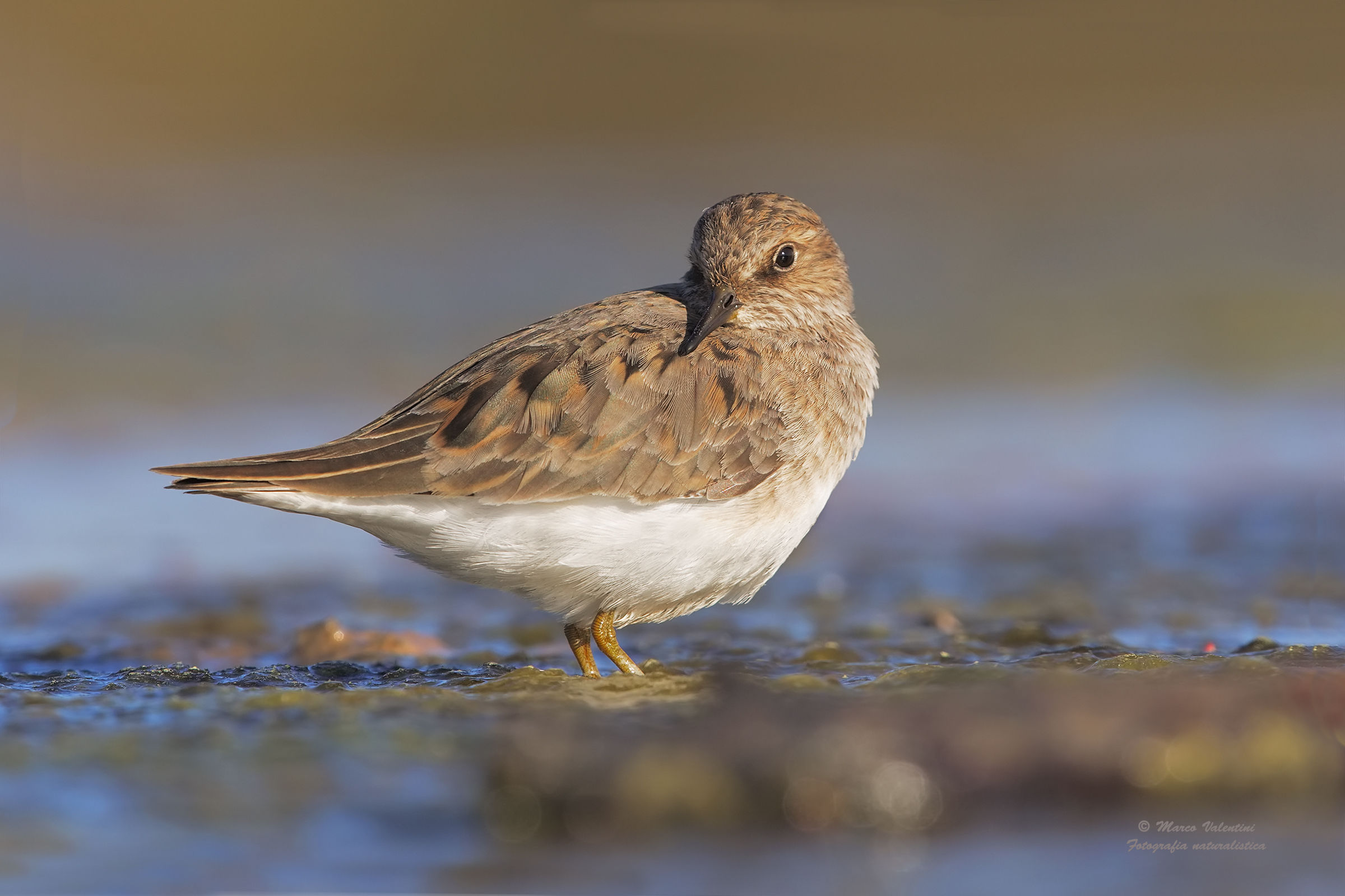 Temminck's Stint