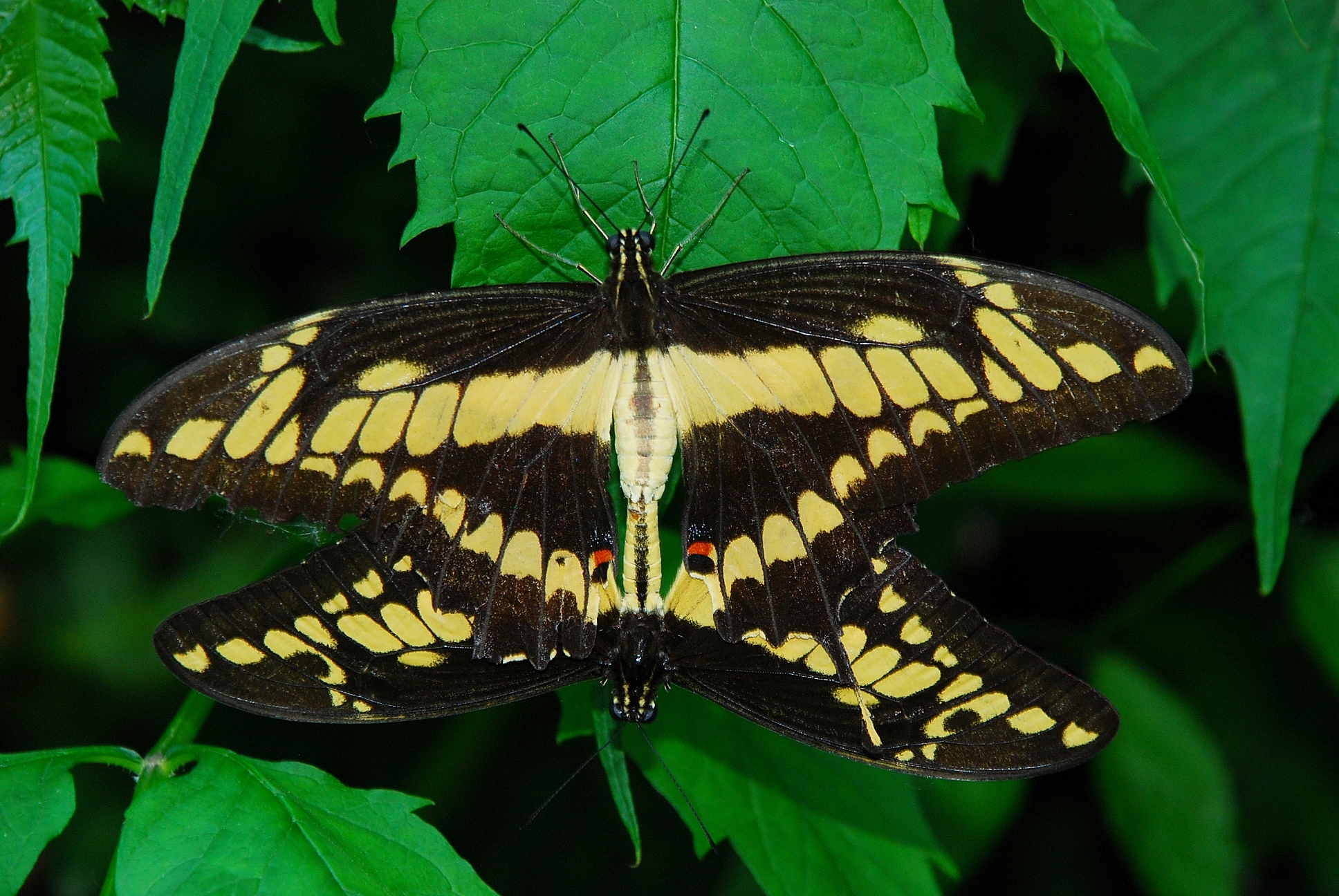 Accoppiamento tra farfalle