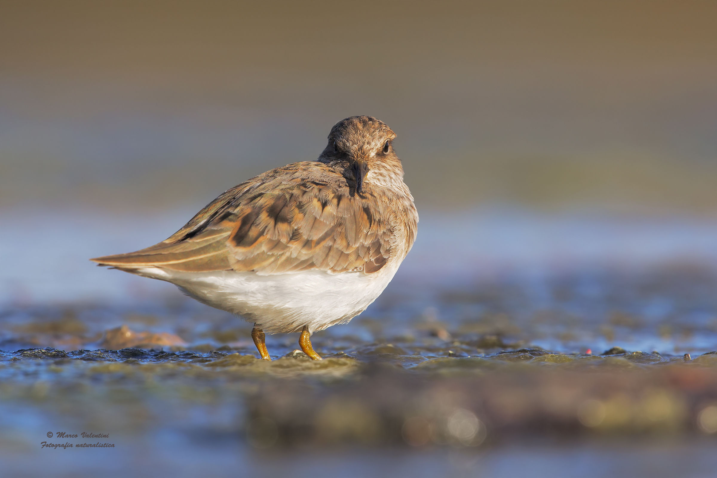Temminck's Stint