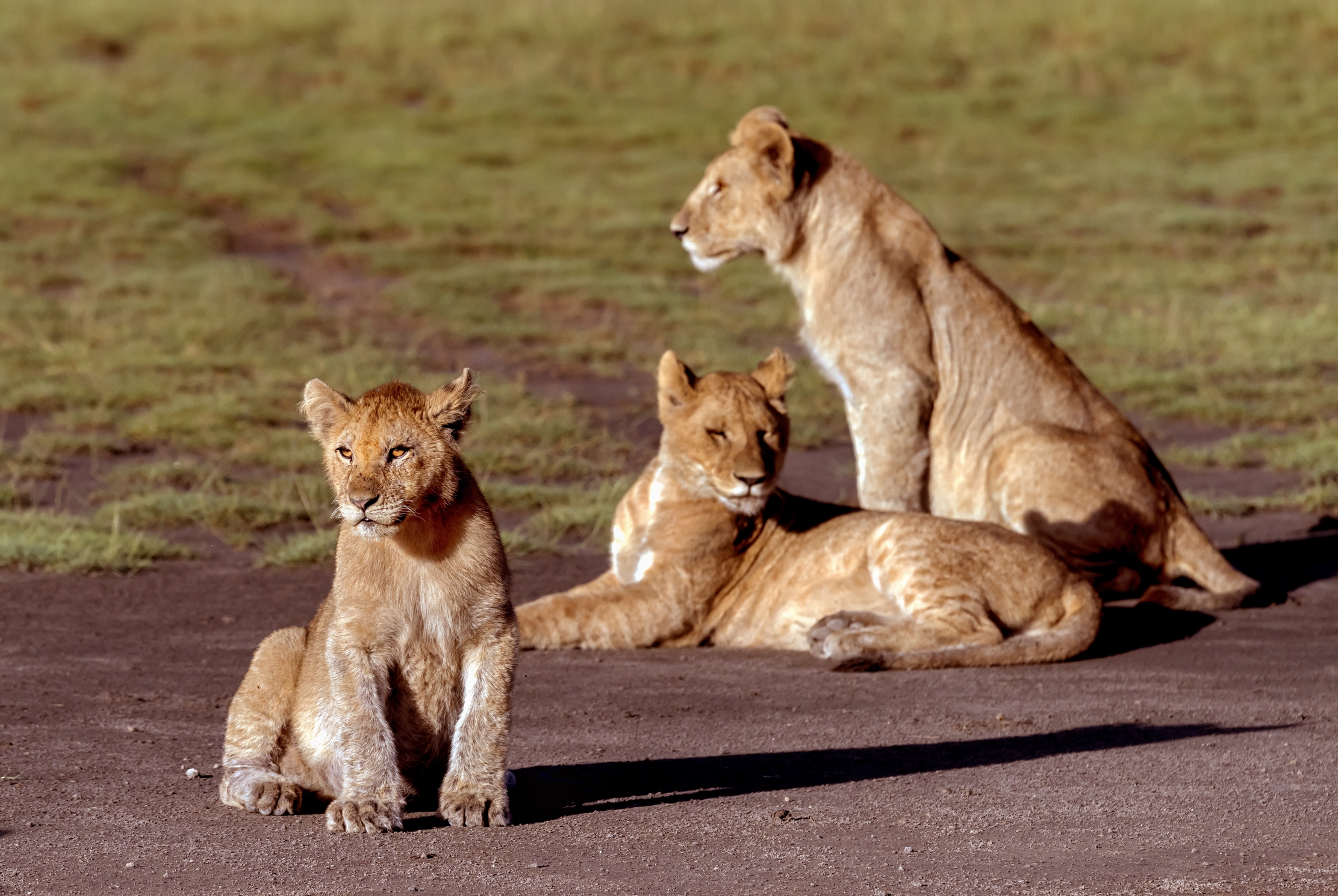 Tanzania 2016 - Lion