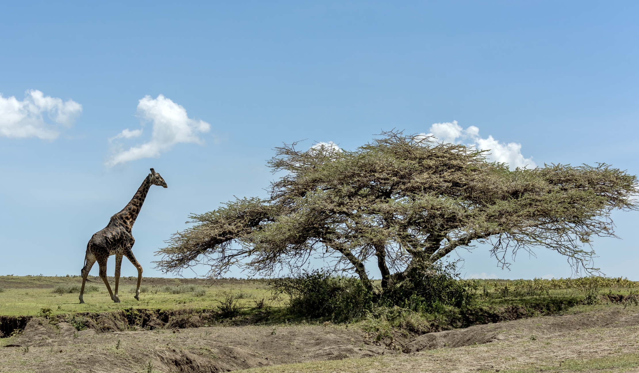 Tanzania 2016 - L'albero e la giraffa