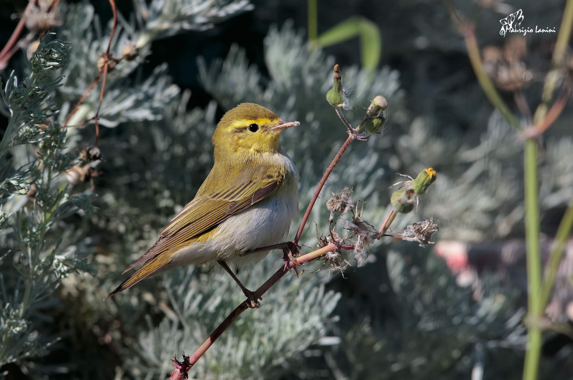 wood warbler (preferably HD)