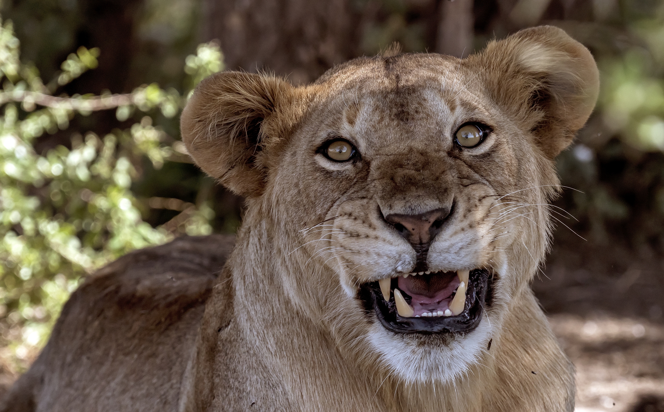 Tanzania 2016 - grrr