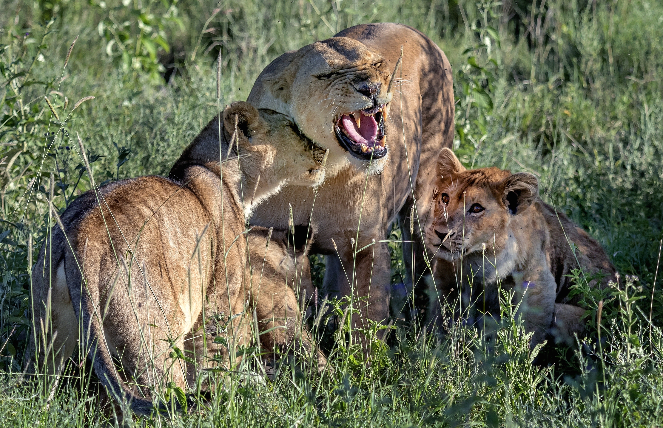 Tanzania 2016 - Discussioni in famiglia