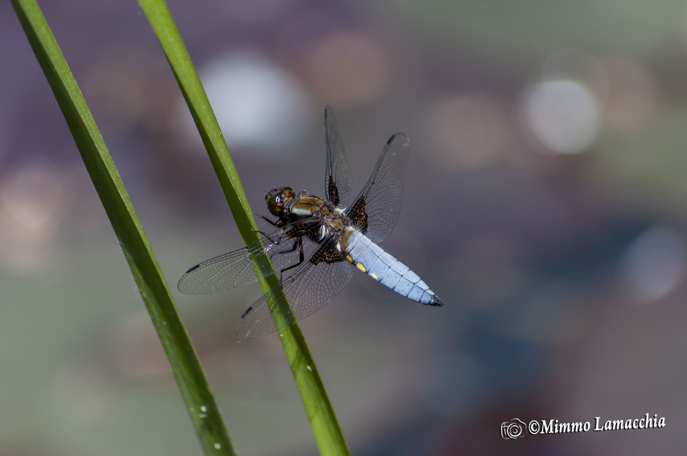 Libellula