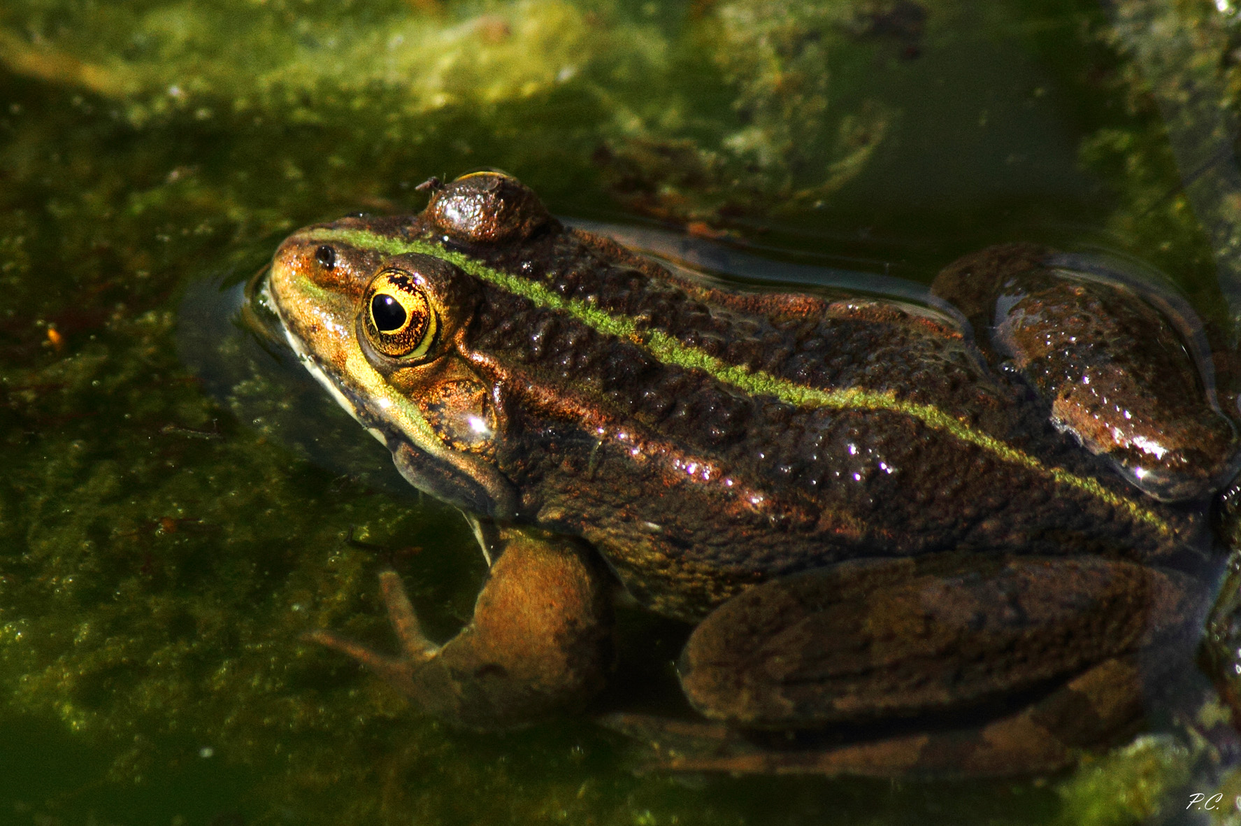 la sottile linea verde