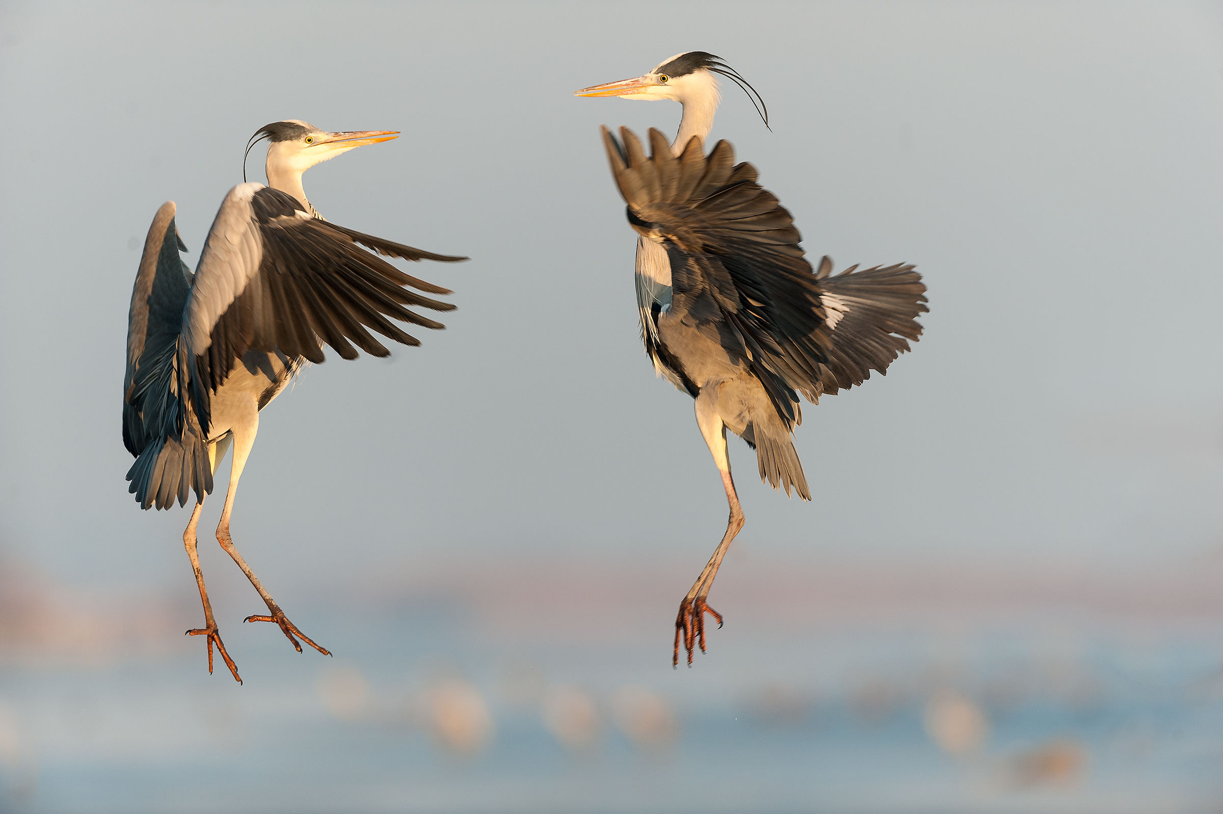 Cenerini (duello aereo)