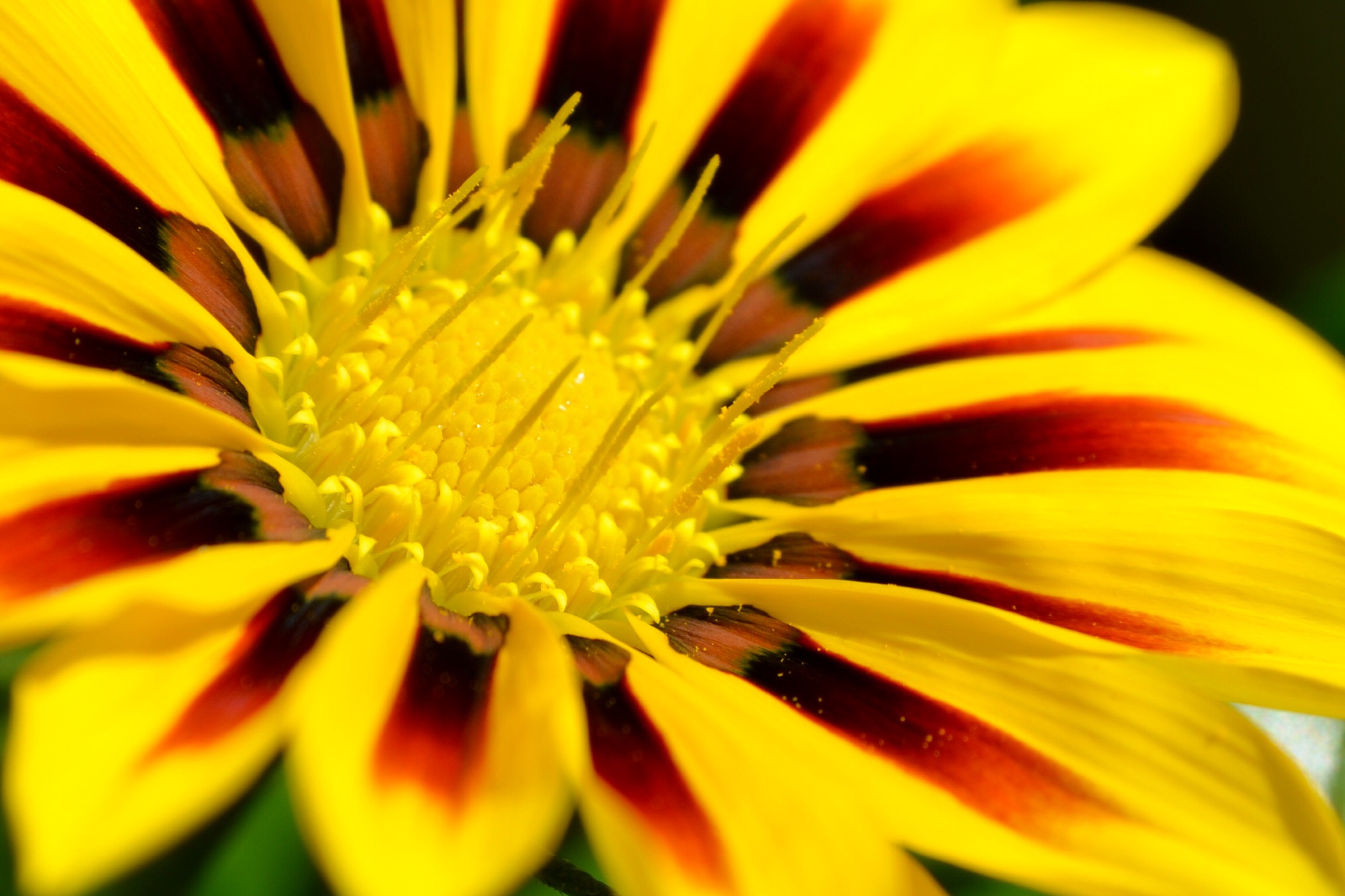 gazania