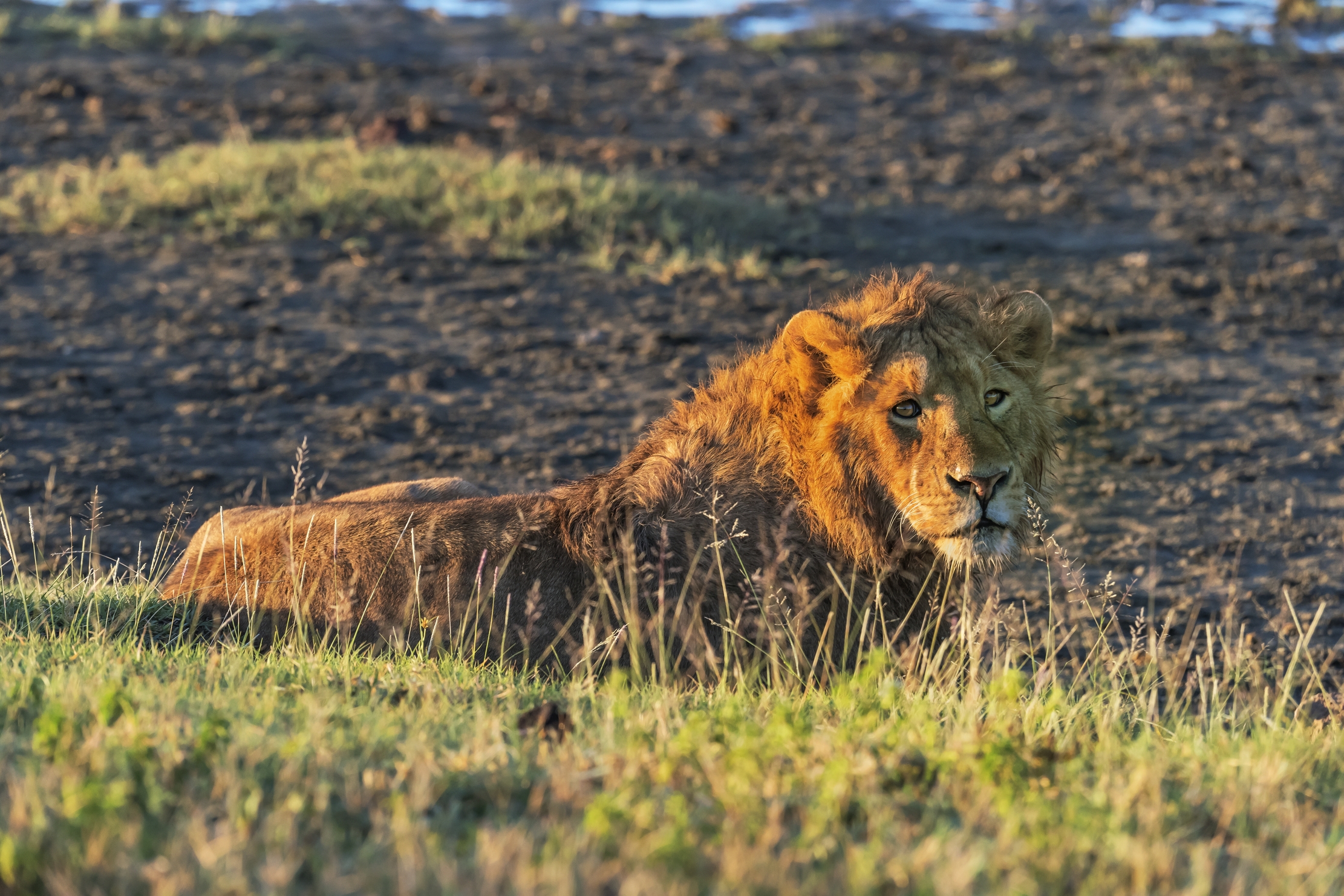 Tanzania 2016 - Lion