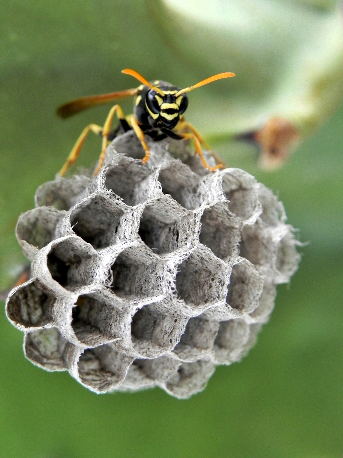 a wasp ... and his house