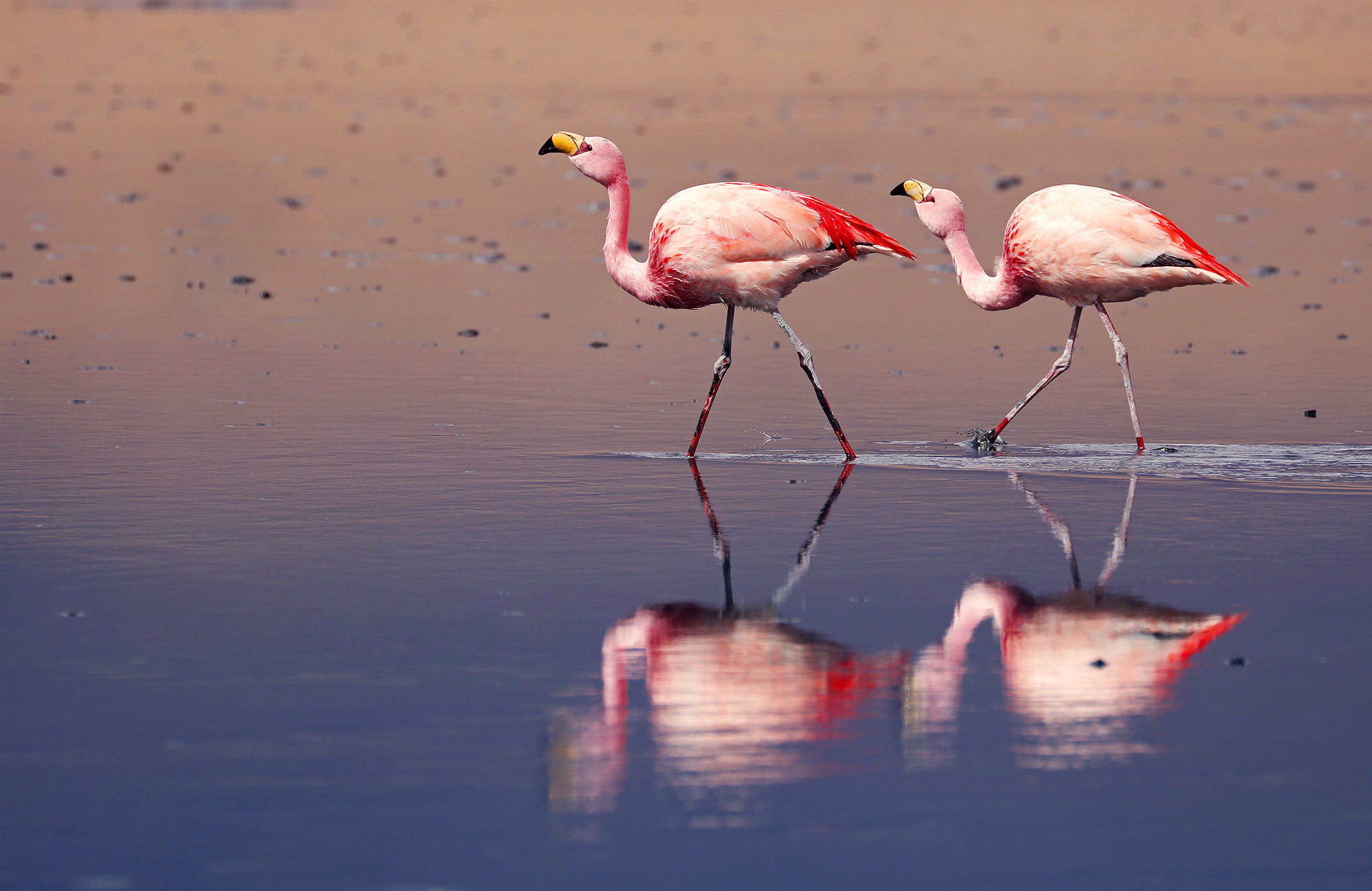 flamingos