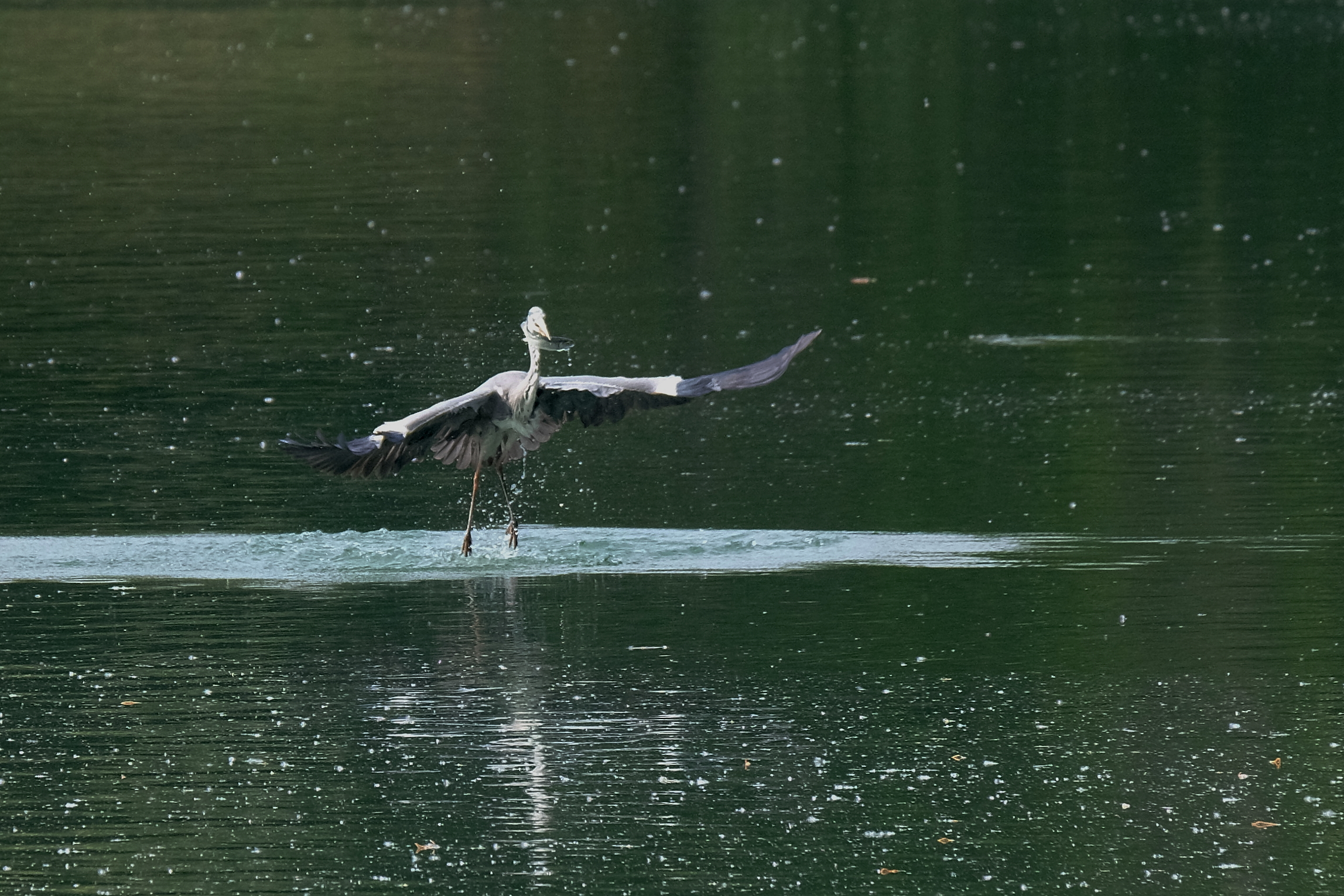 Airone cenerino con preda