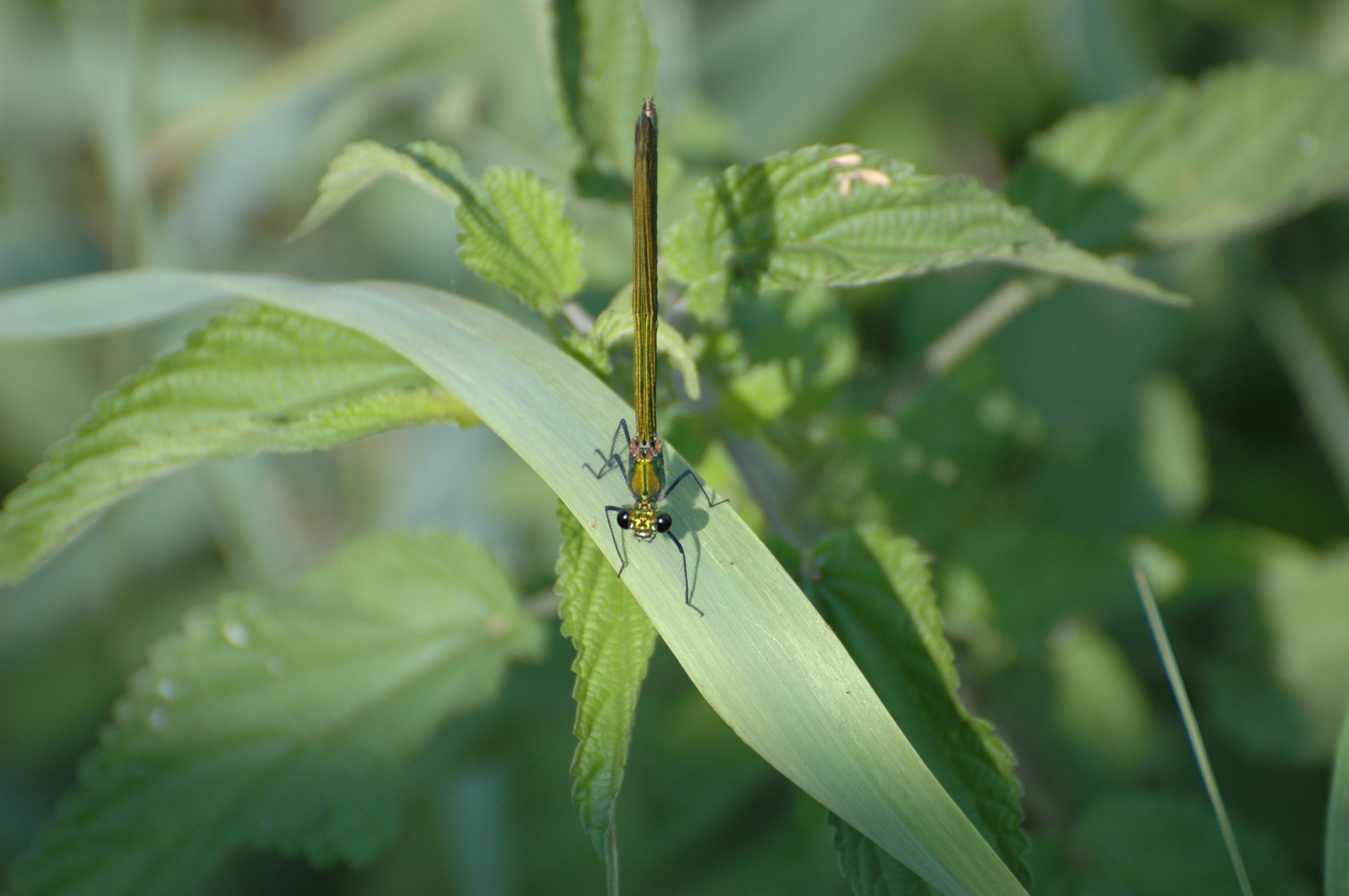 Libellula, Lombardia, Italia