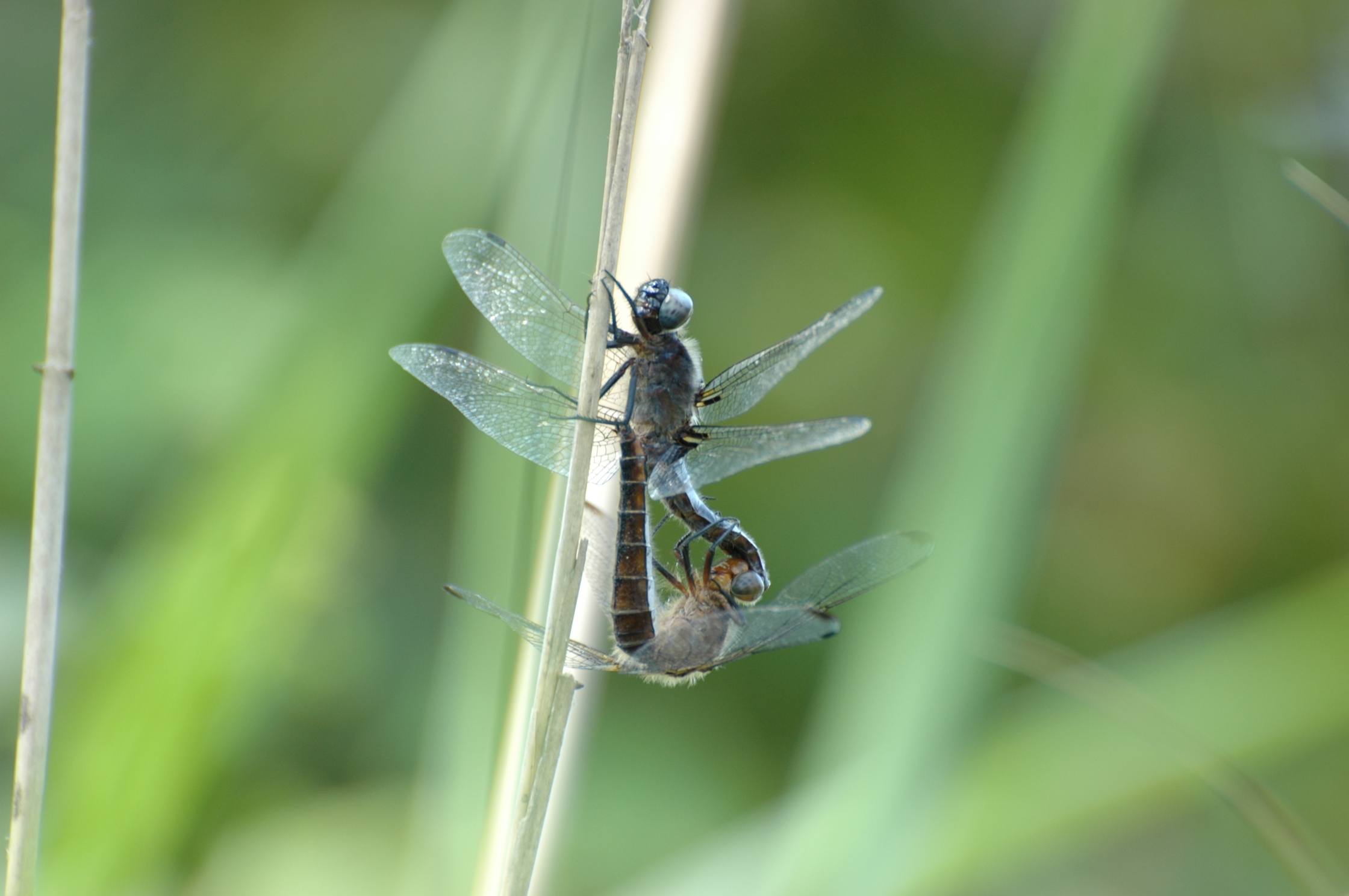 Libellule, Lombardia, Italia