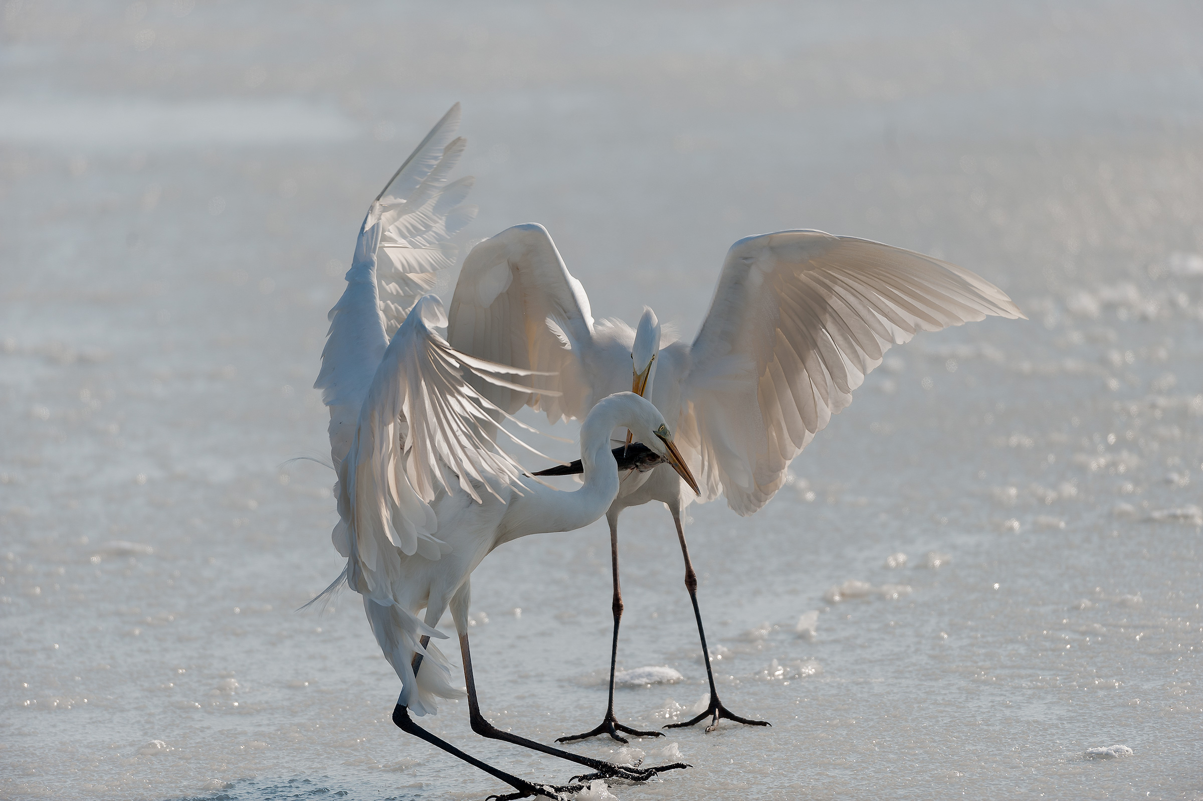 airone bianco maggiore